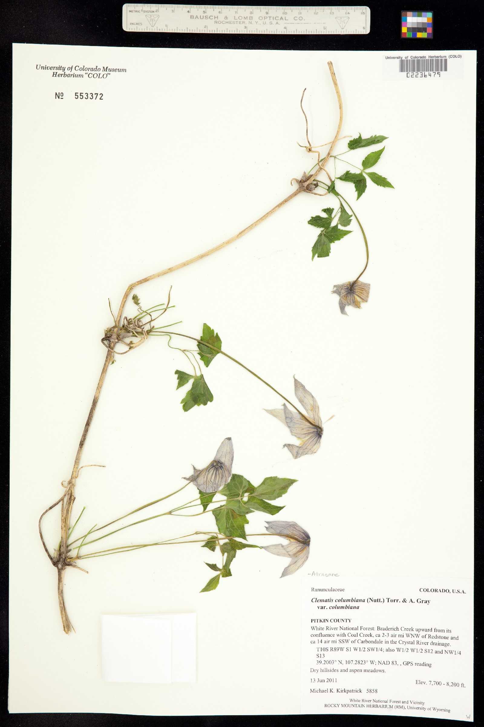 Clematis columbiana image