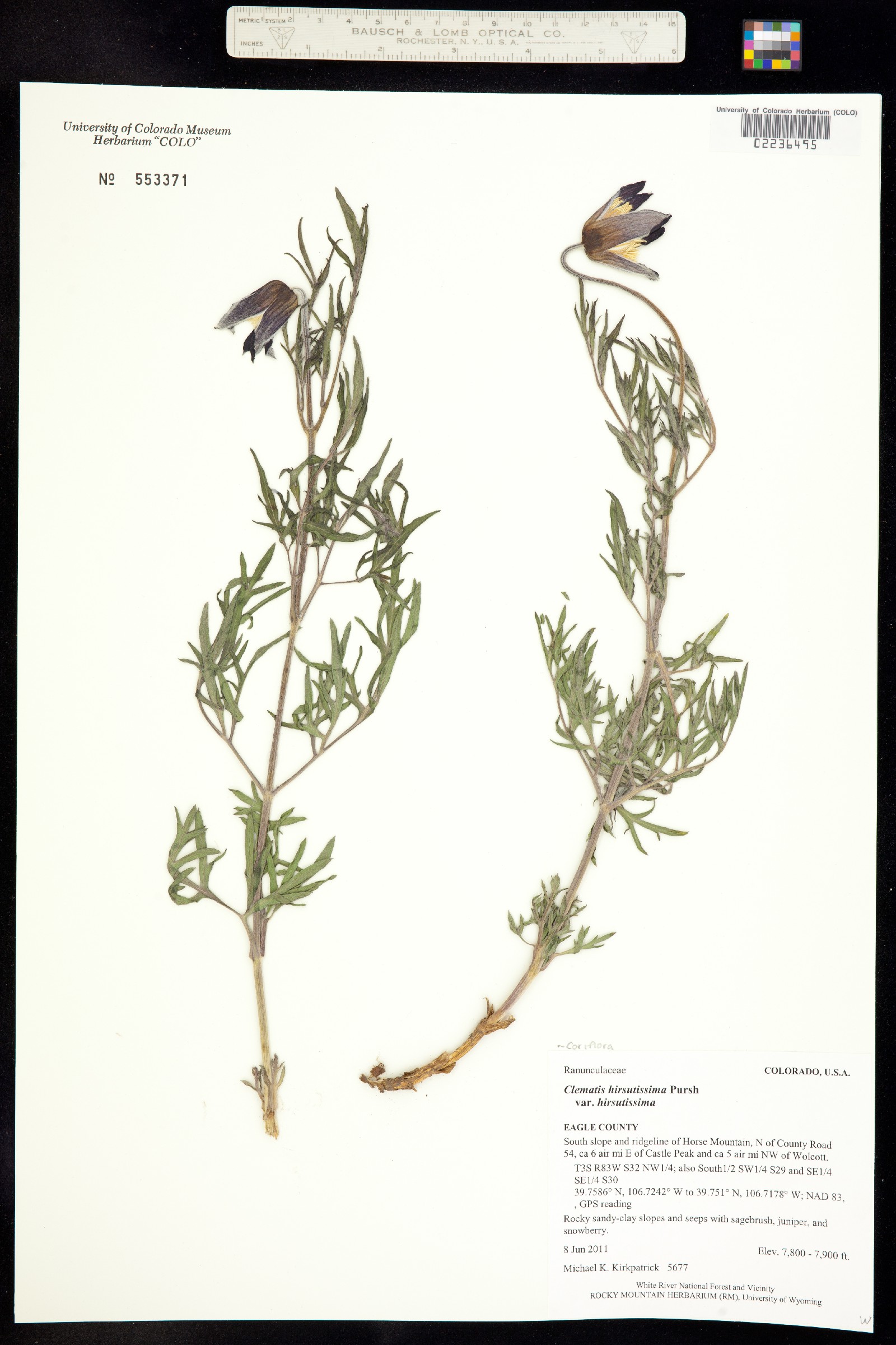 Clematis hirsutissima image