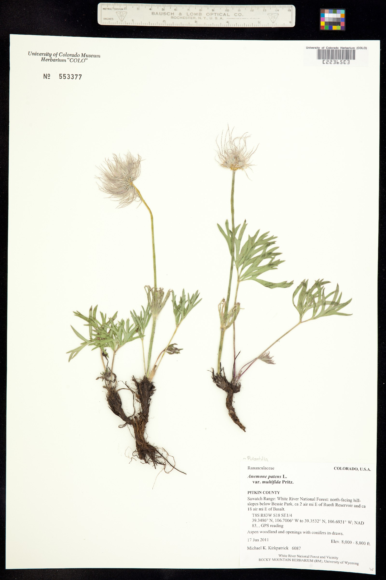 Anemone patens var. multifida image