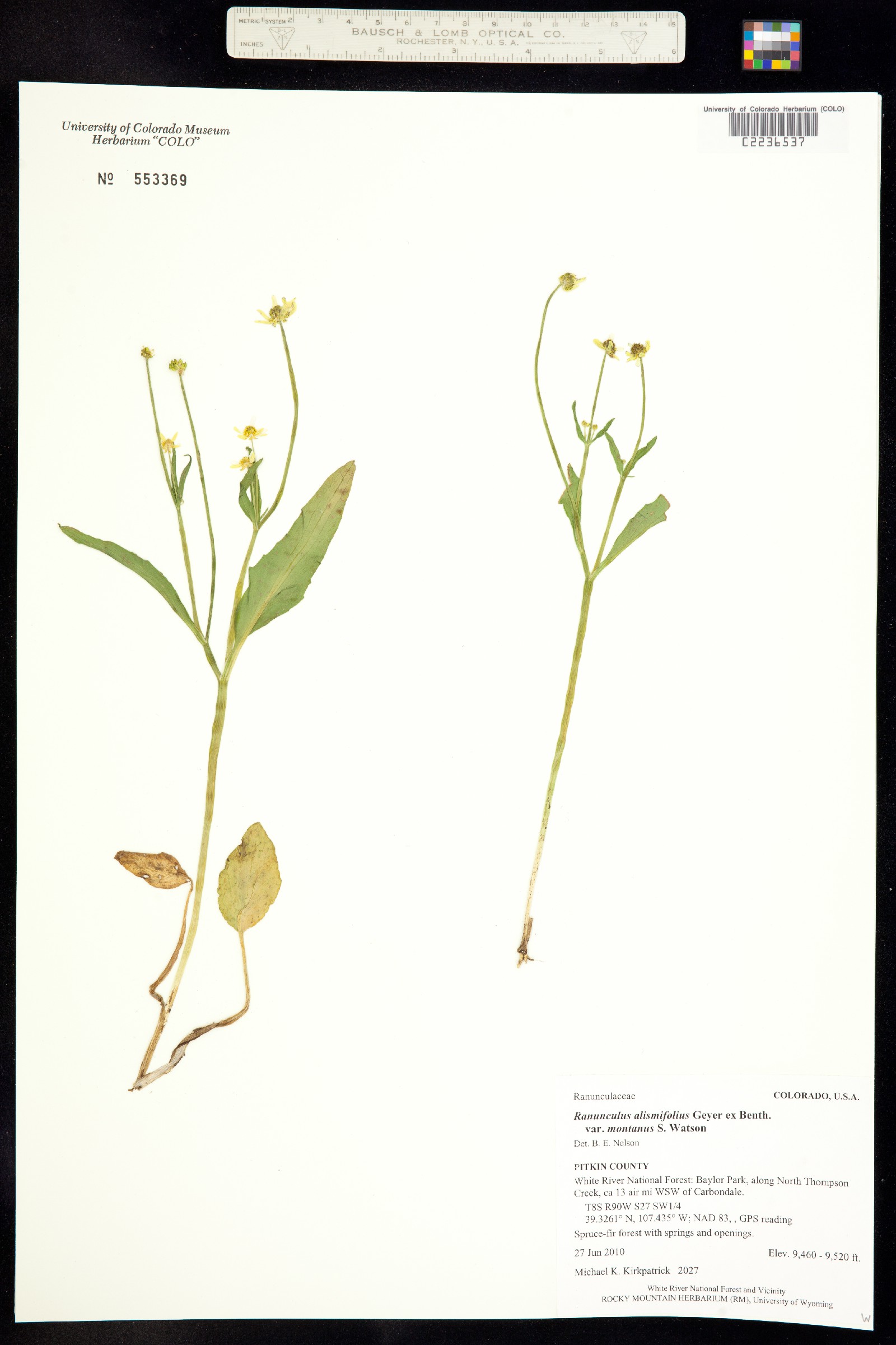Ranunculus alismifolius var. montanus image
