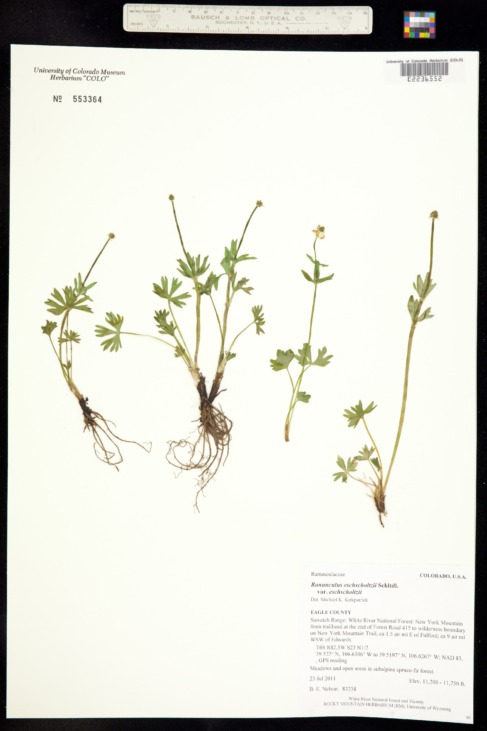 Ranunculus eschscholtzii var. eschscholtzii image