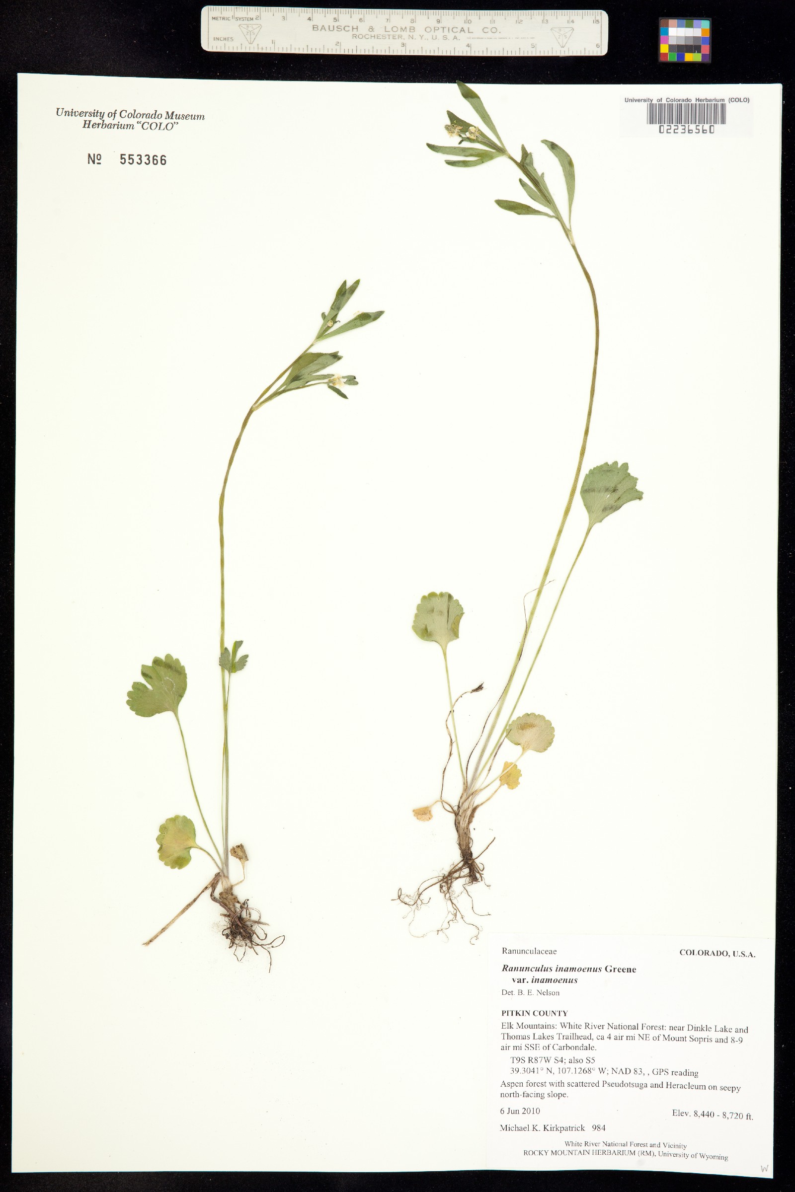 Ranunculus inamoenus var. inamoenus image