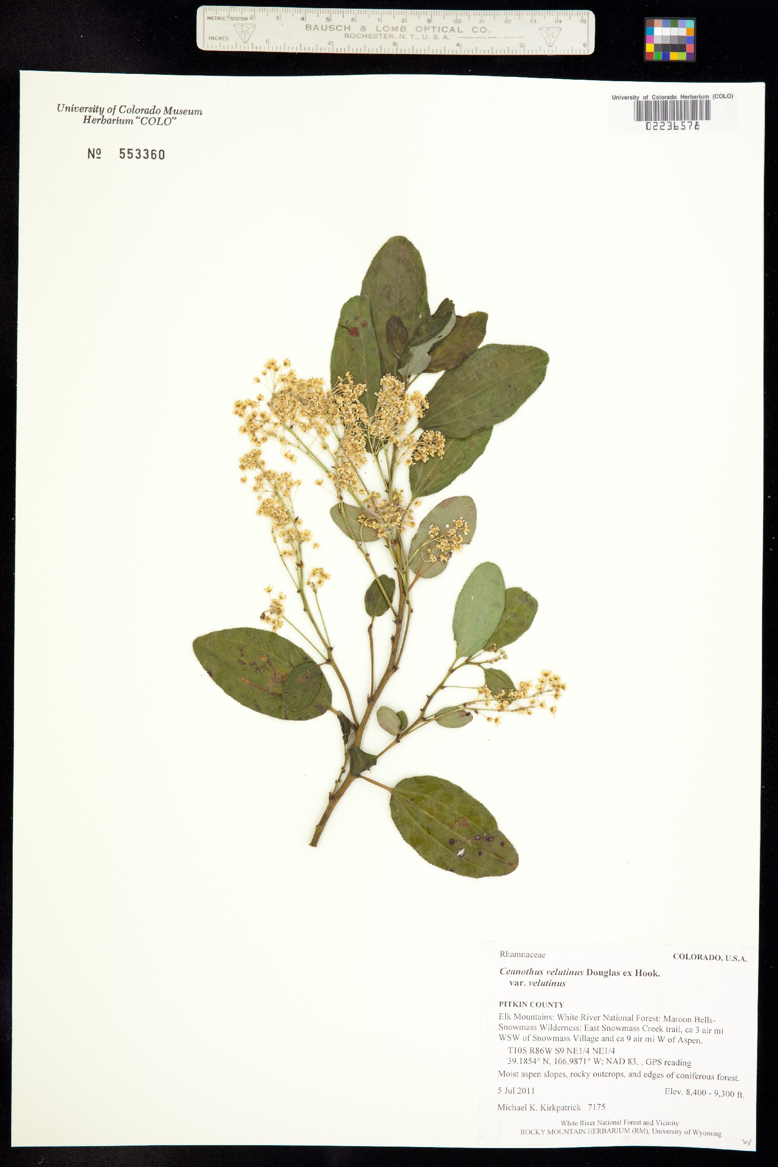 Ceanothus velutinus image