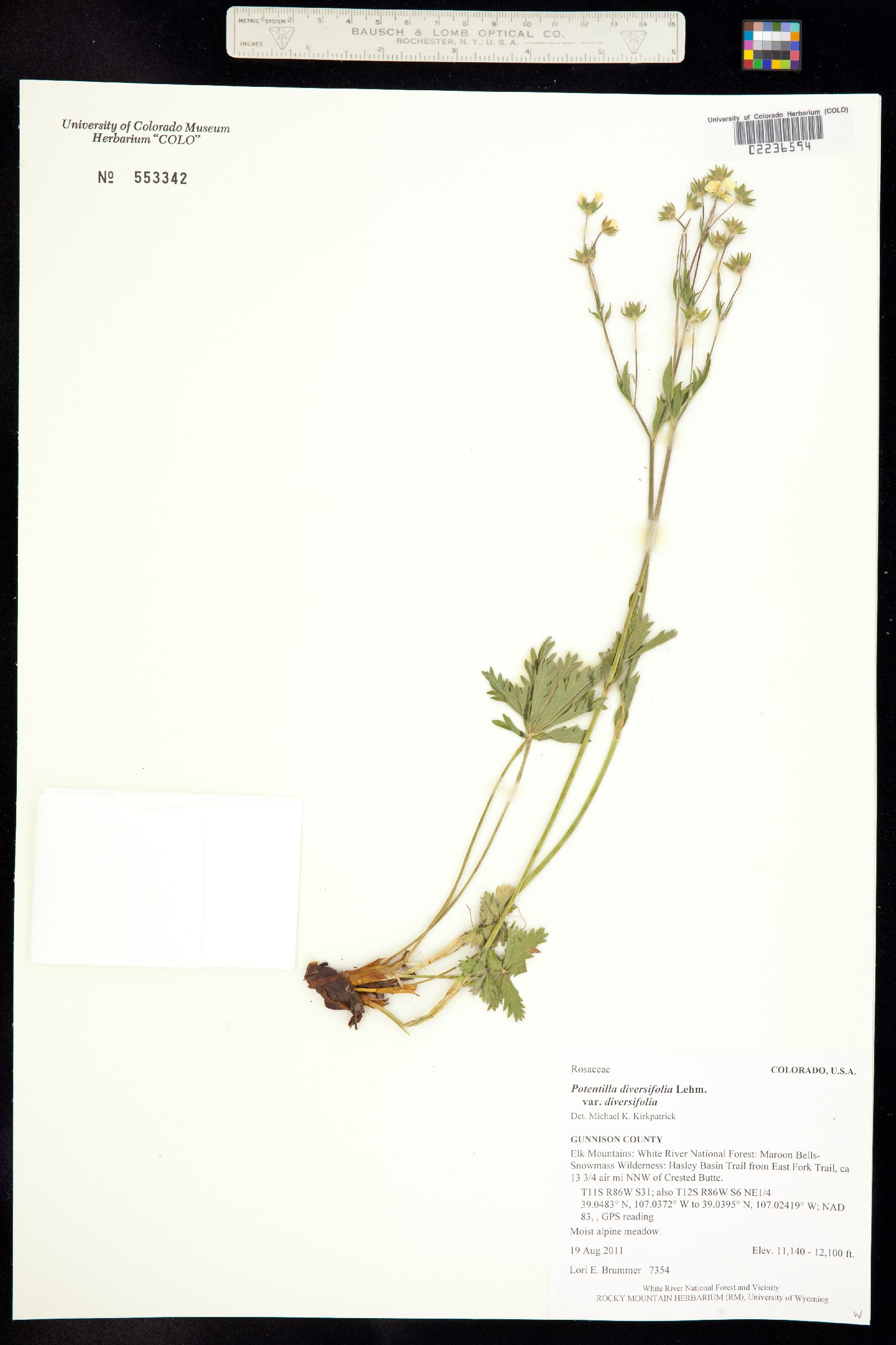 Potentilla X diversifolia image