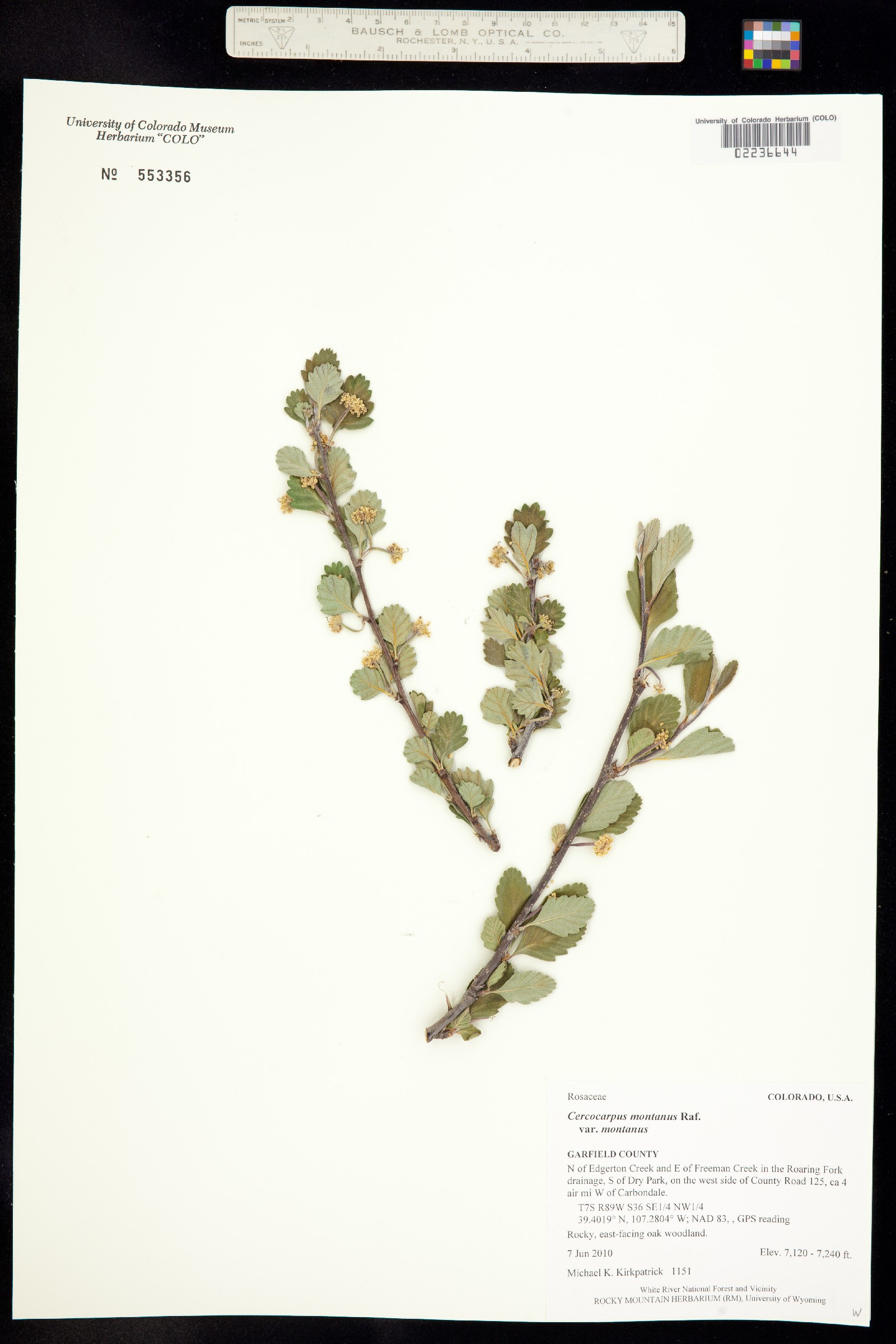 Cercocarpus montanus image