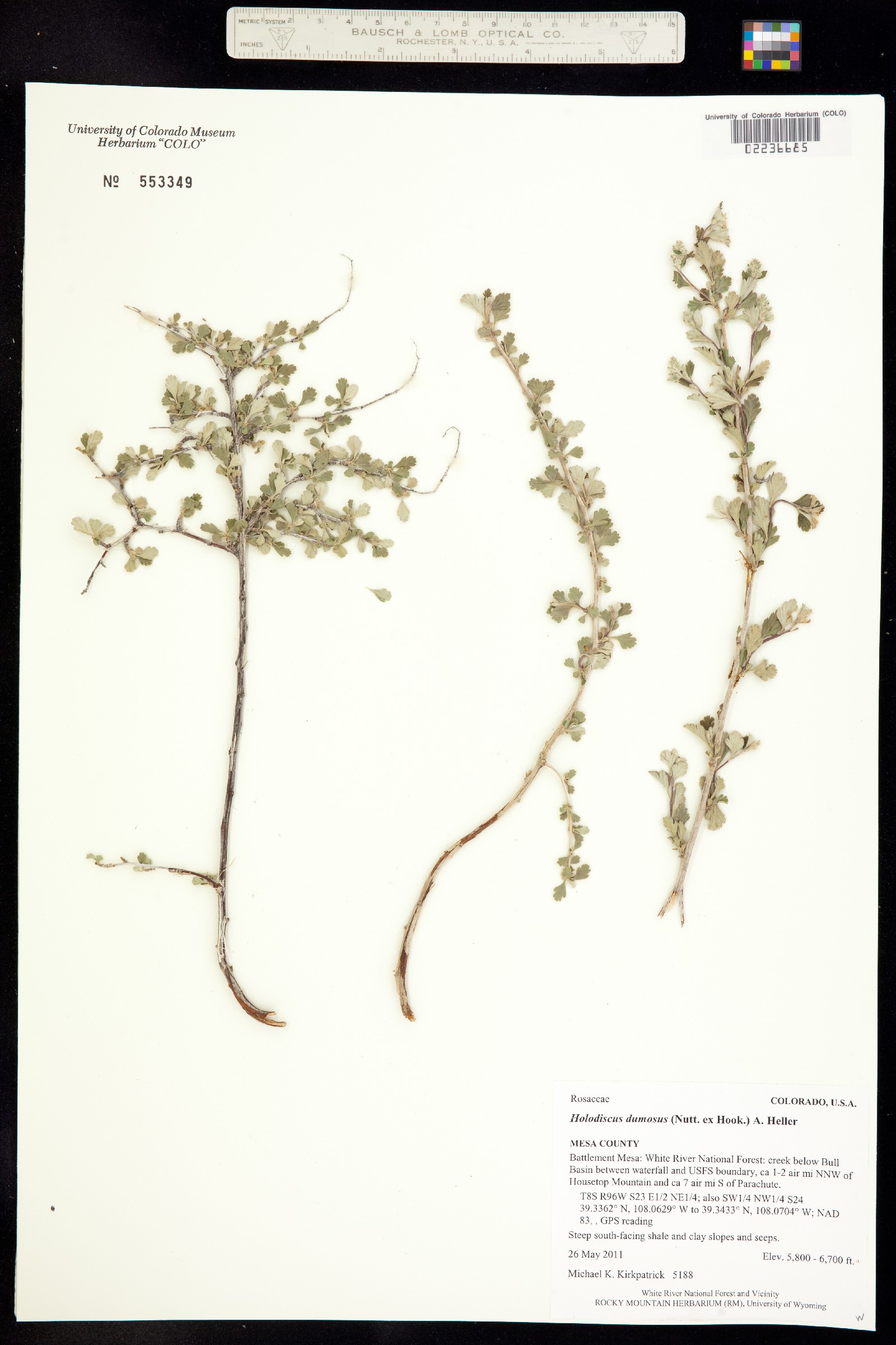 Holodiscus discolor image