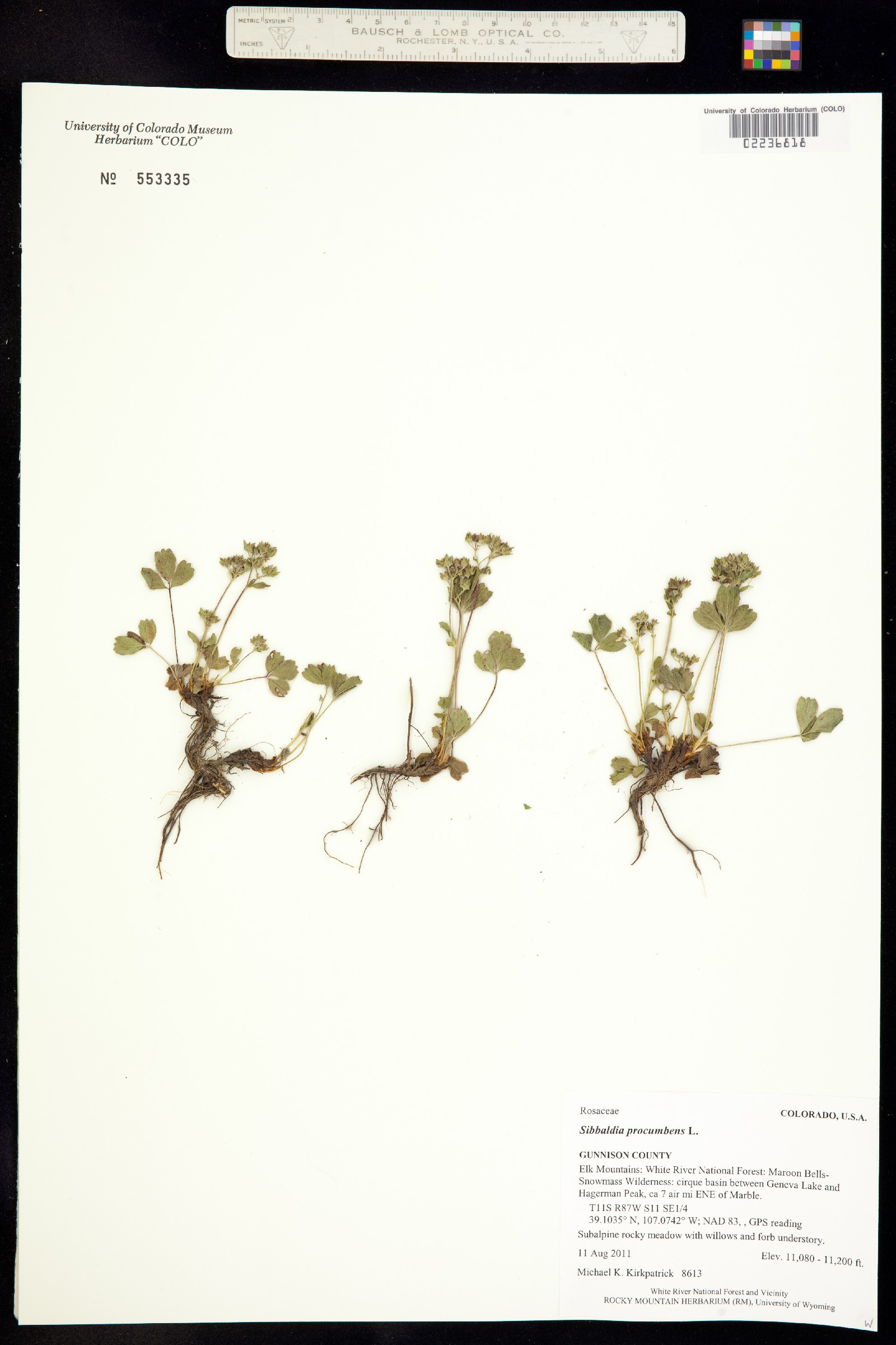 Sibbaldia procumbens image