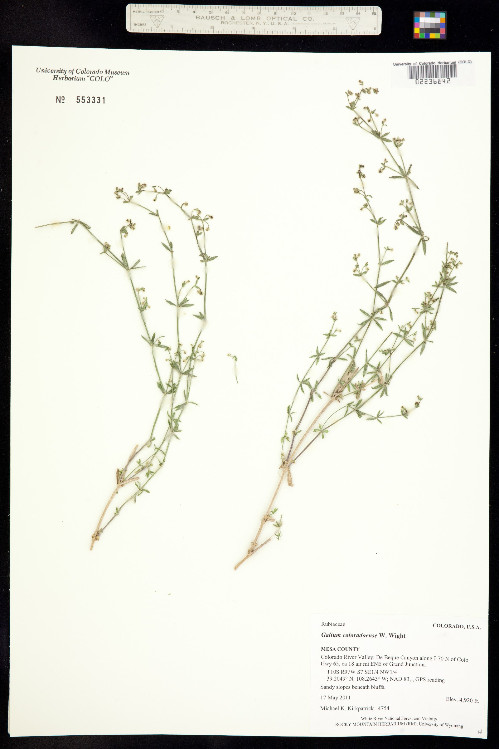 Galium coloradoense image