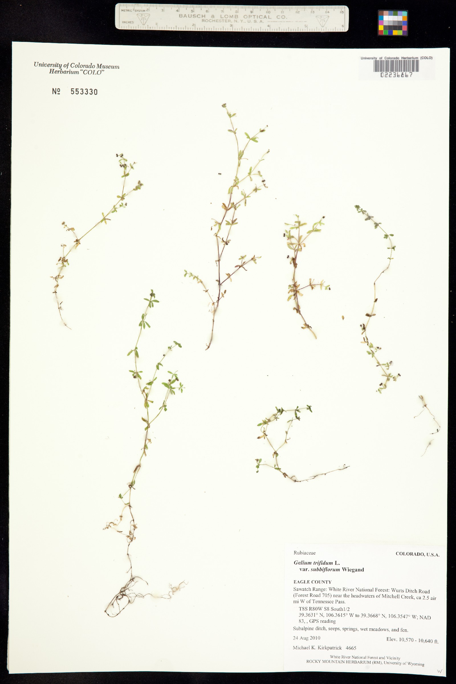 Galium trifidum ssp. subbiflorum image