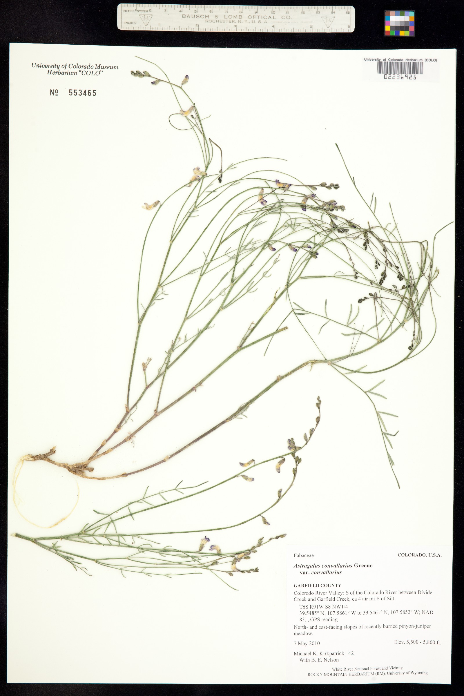 Astragalus convallarius image