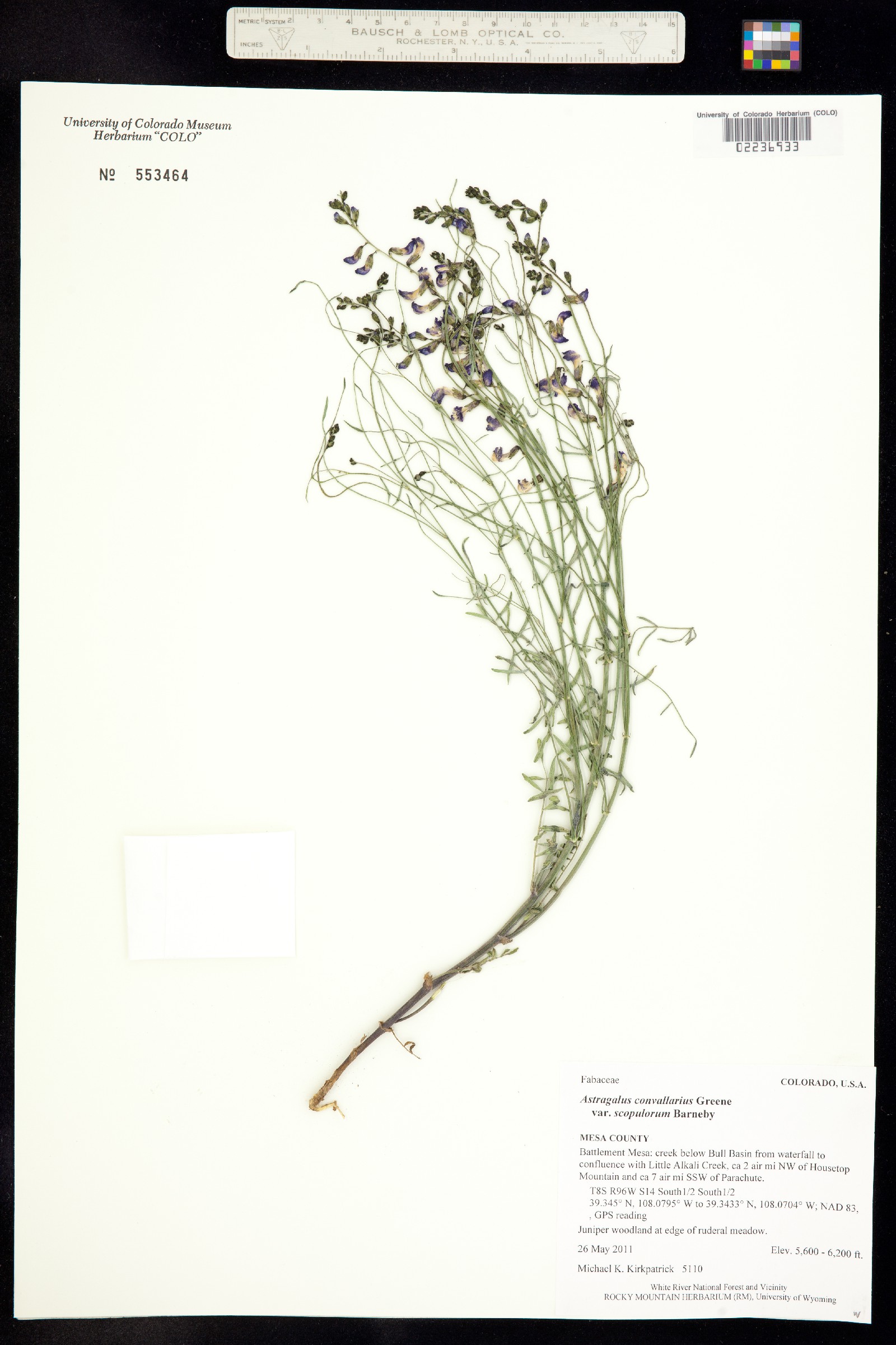 Astragalus convallarius var. scopulorum image
