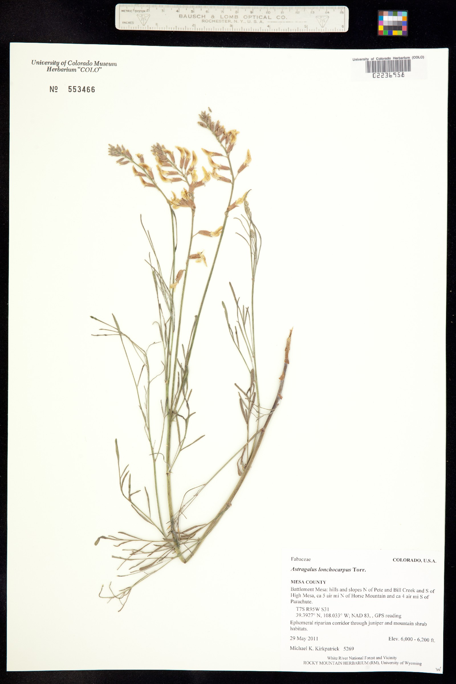 Astragalus lonchocarpus image