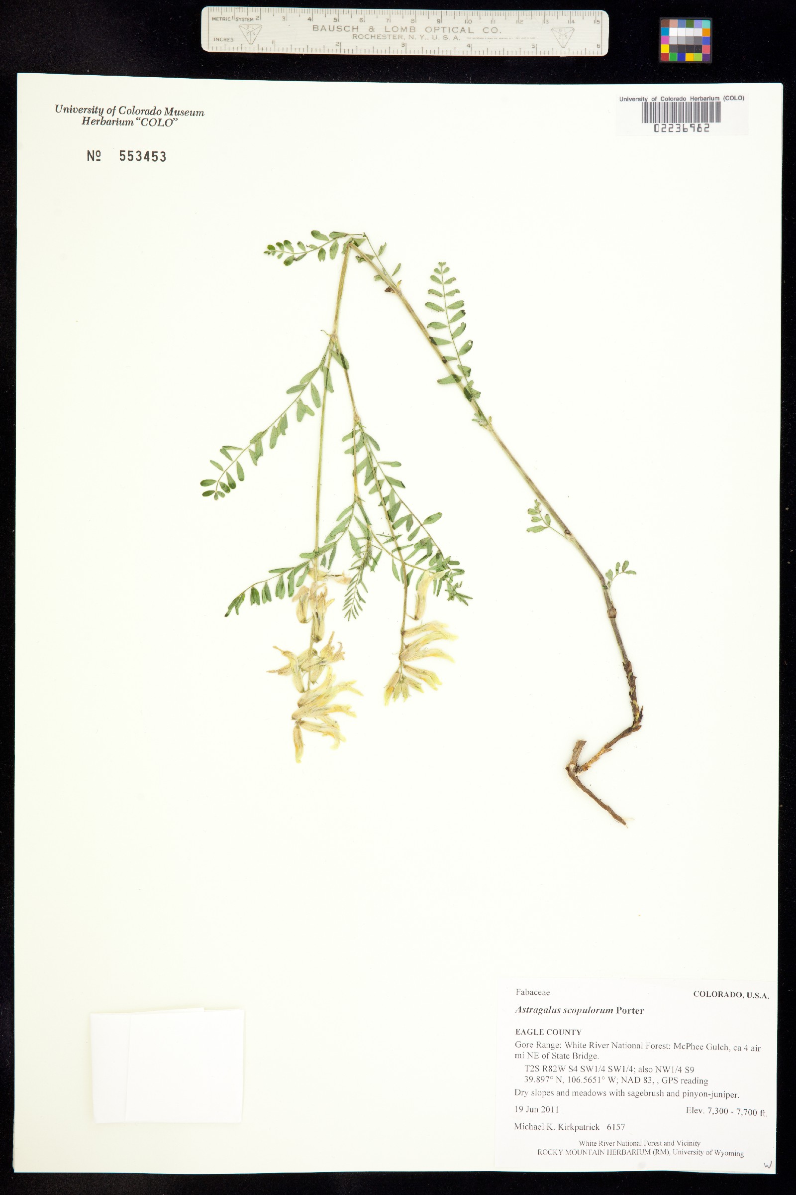 Astragalus scopulorum image