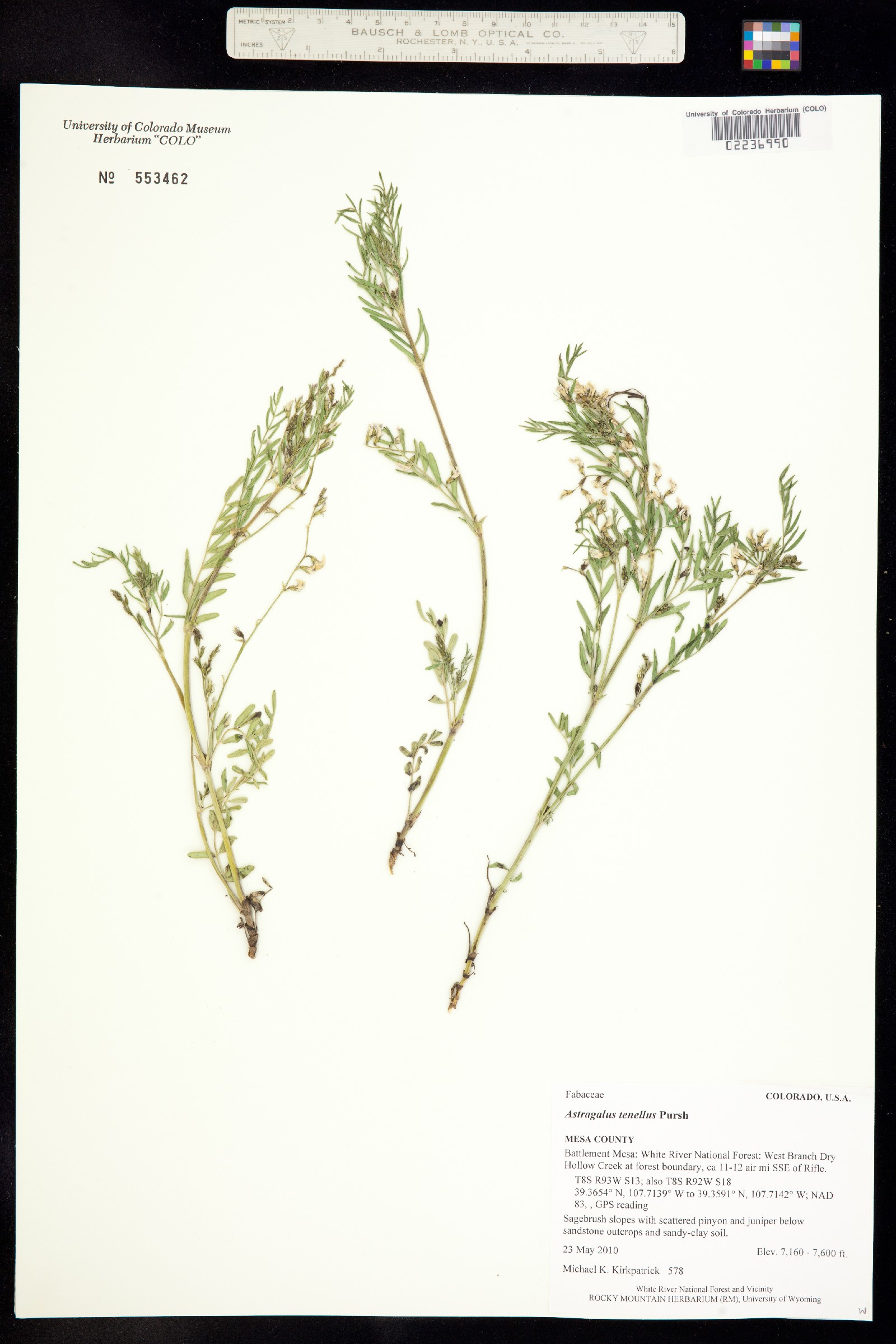 Astragalus multiflorus image