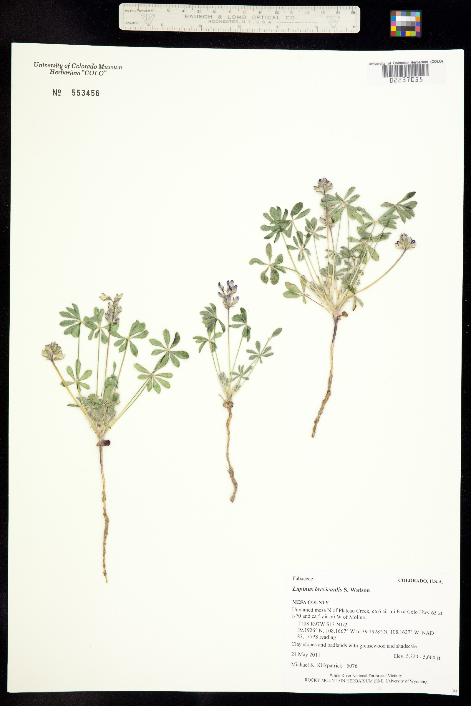 Lupinus brevicaulis image