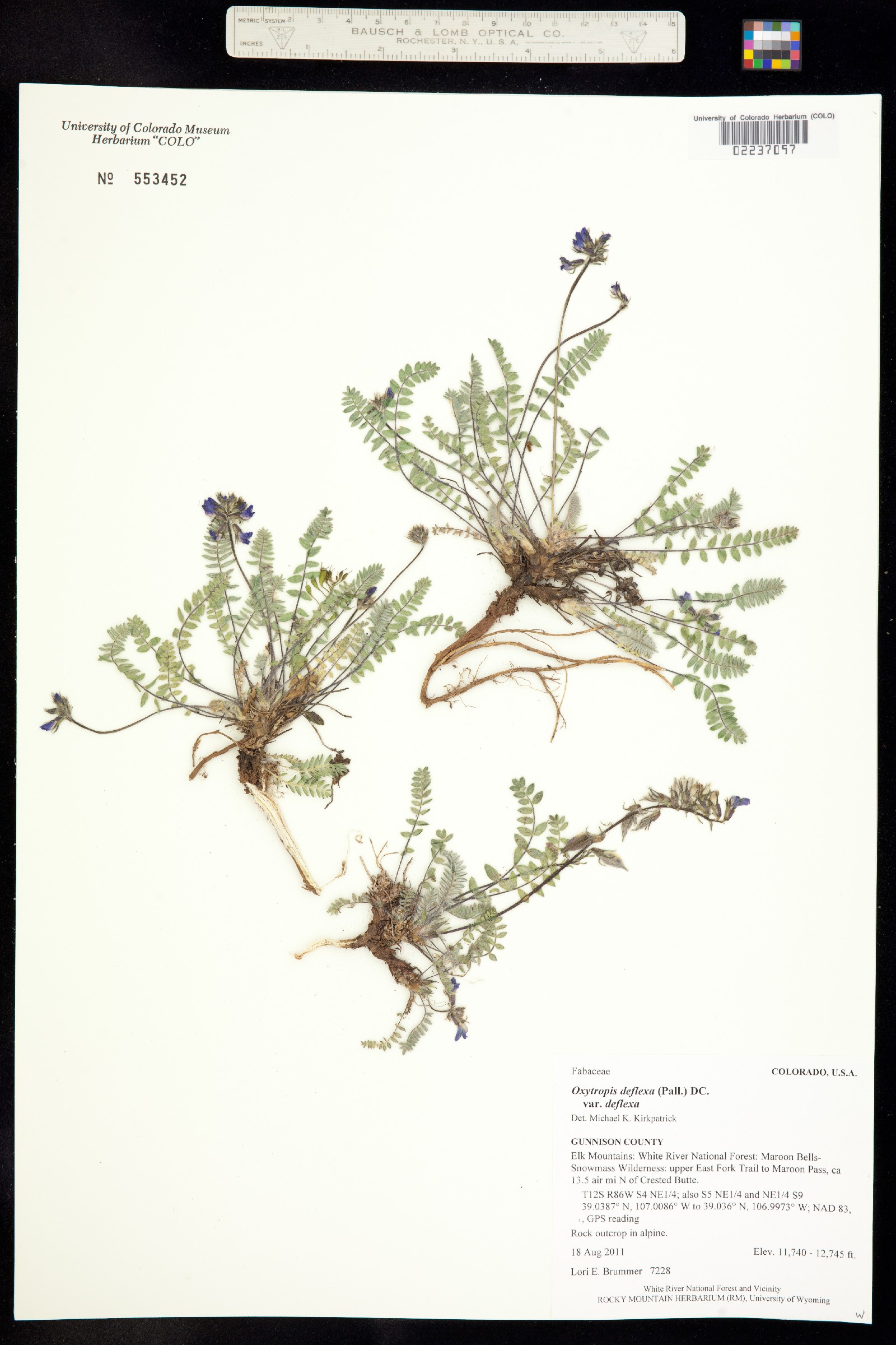 Oxytropis deflexa image