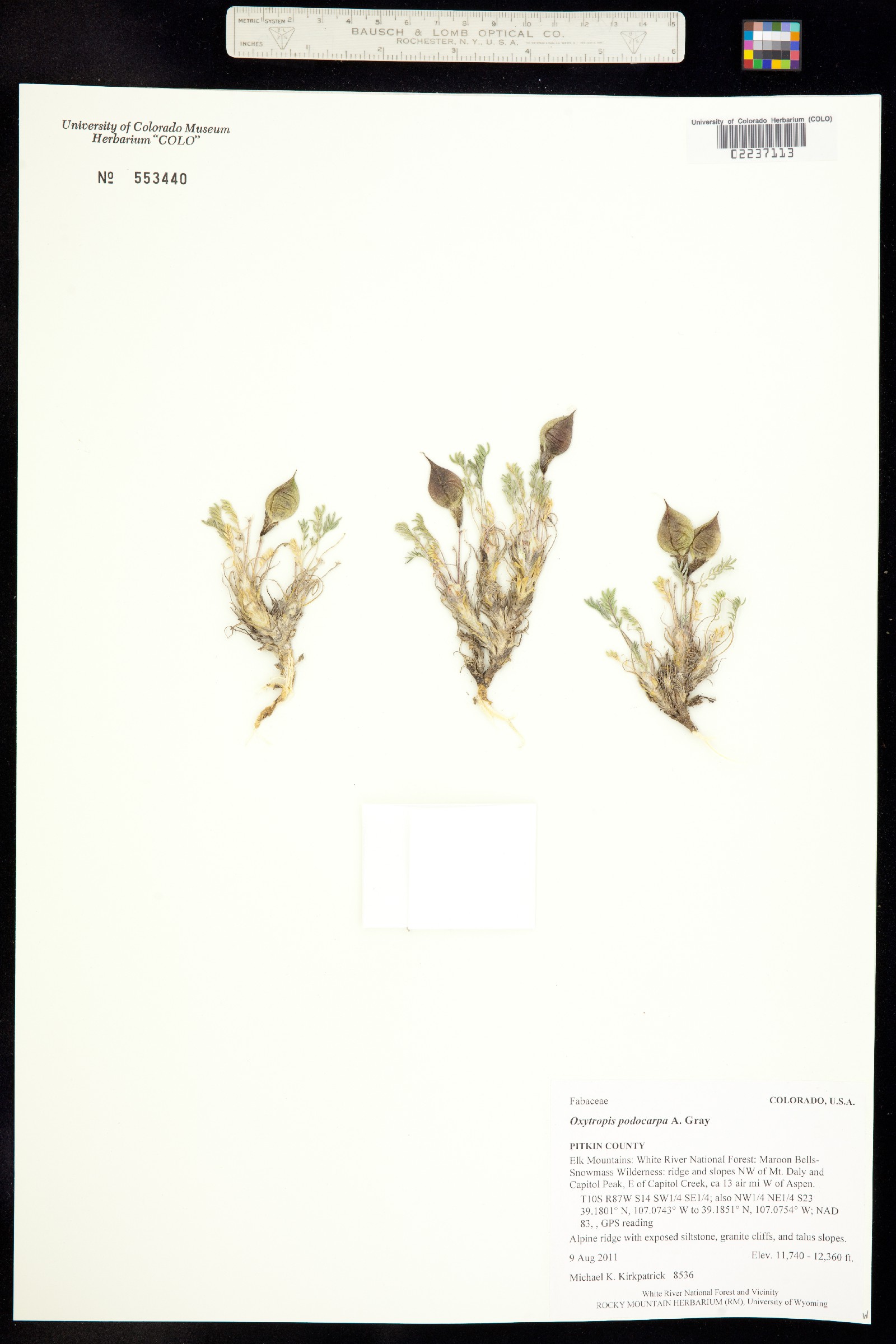 Oxytropis podocarpa image