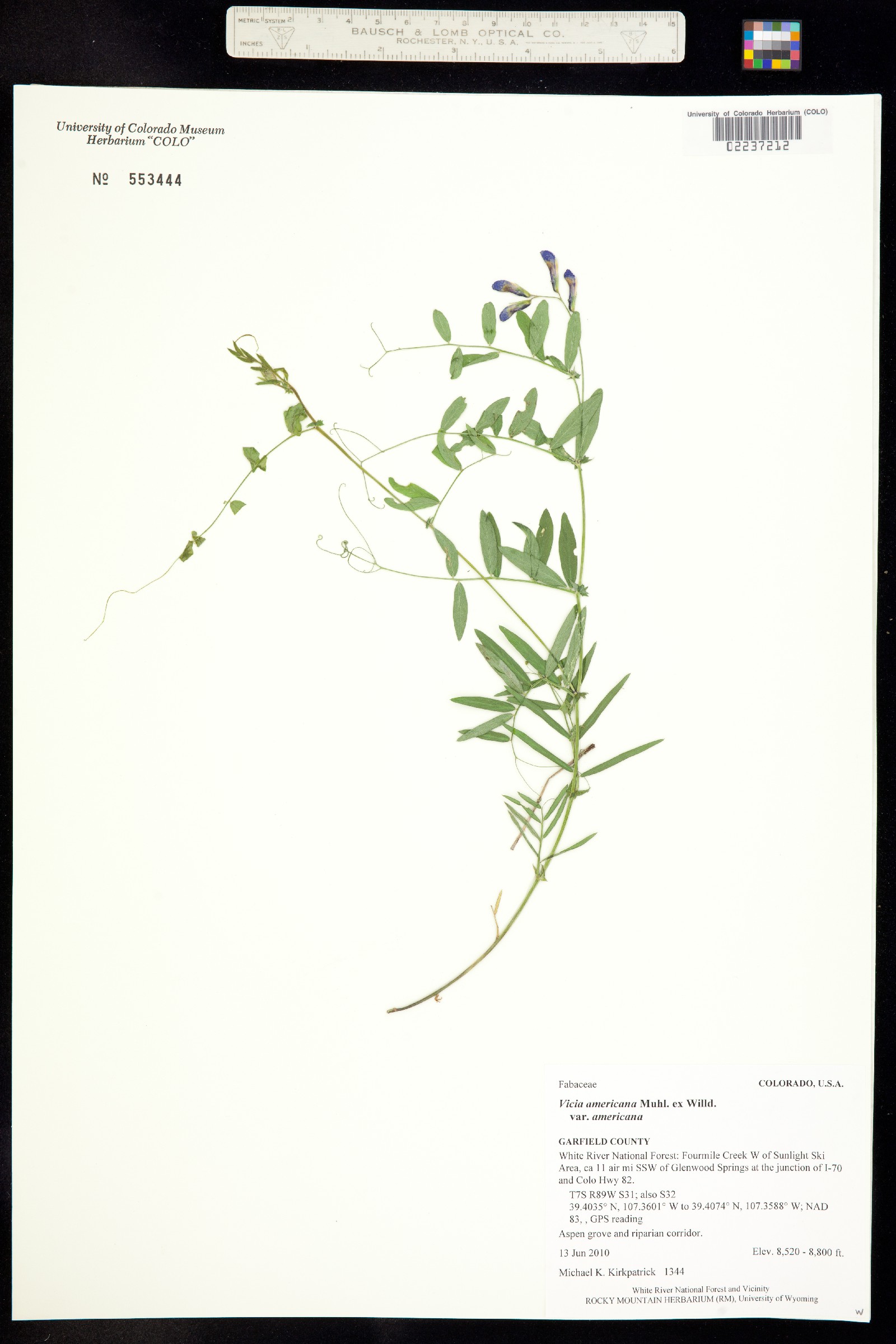 Vicia americana ssp. americana image