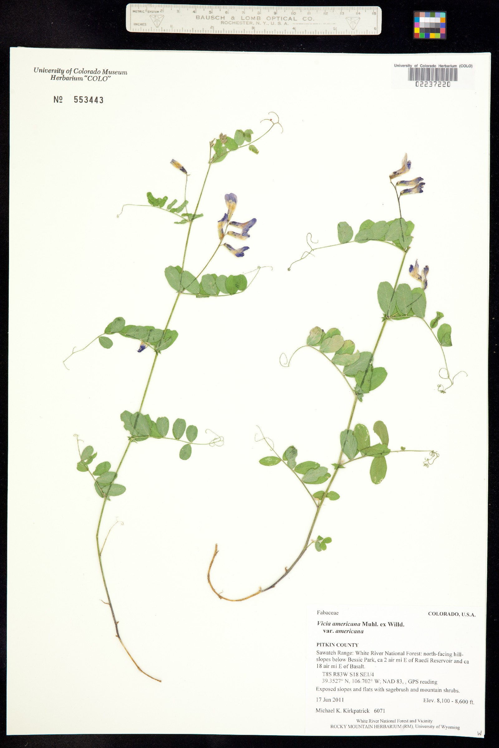 Vicia americana ssp. americana image