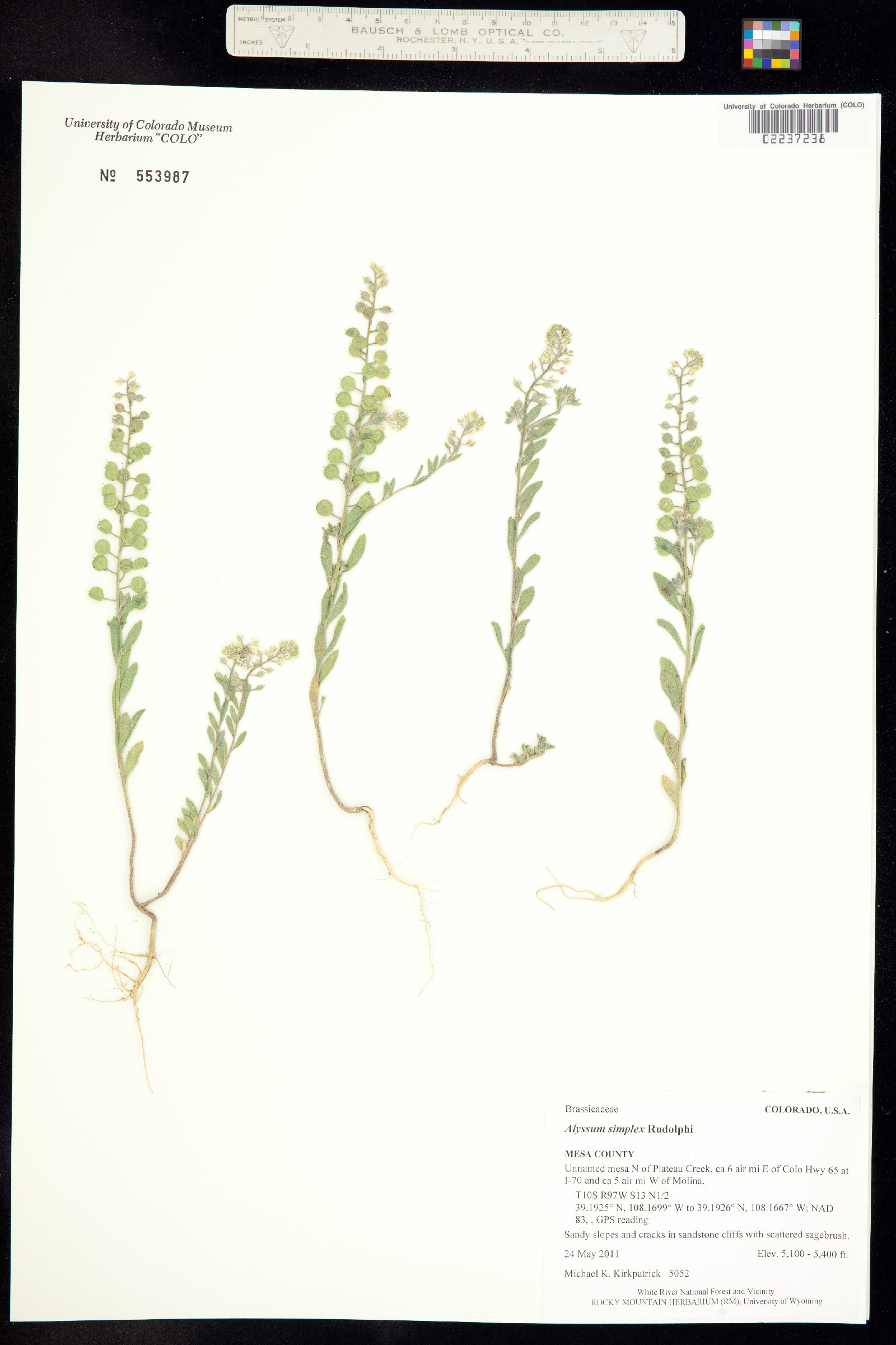 Alyssum simplex image