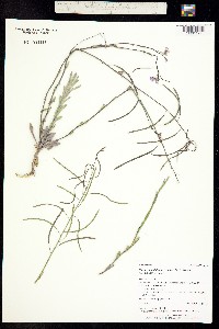 Boechera pallidifolia image