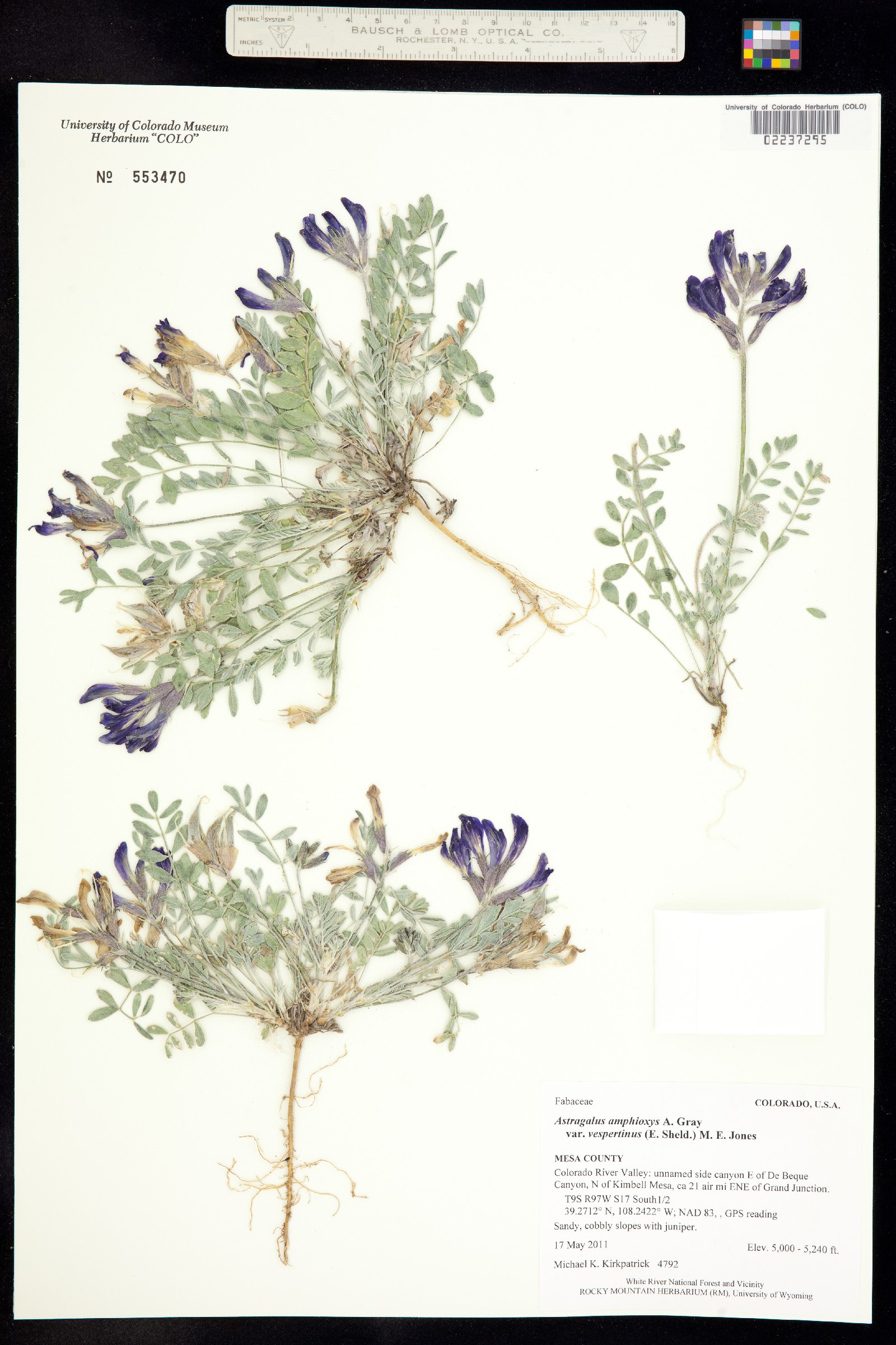 Astragalus amphioxys var. vespertinus image