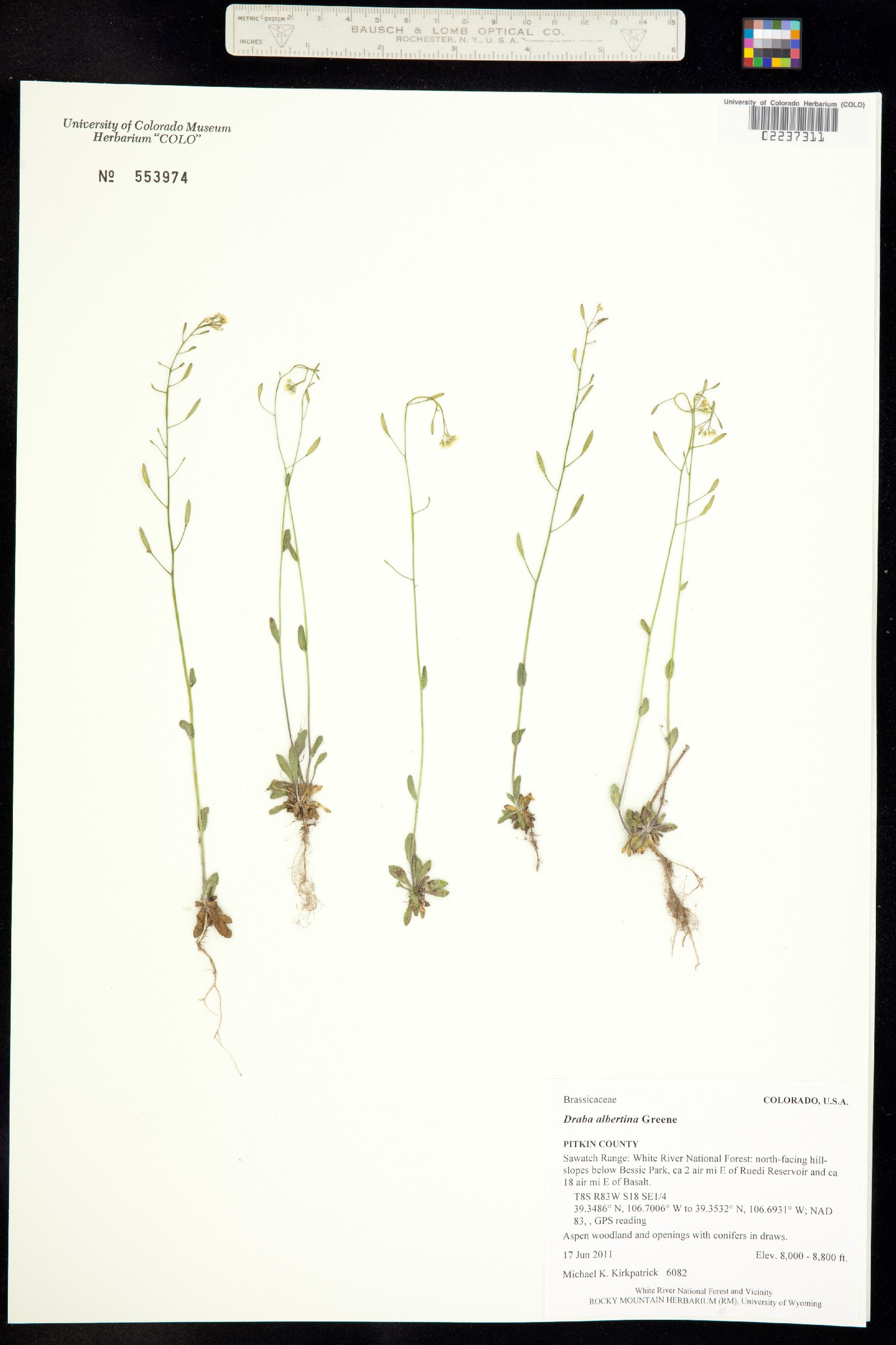 Draba albertina image