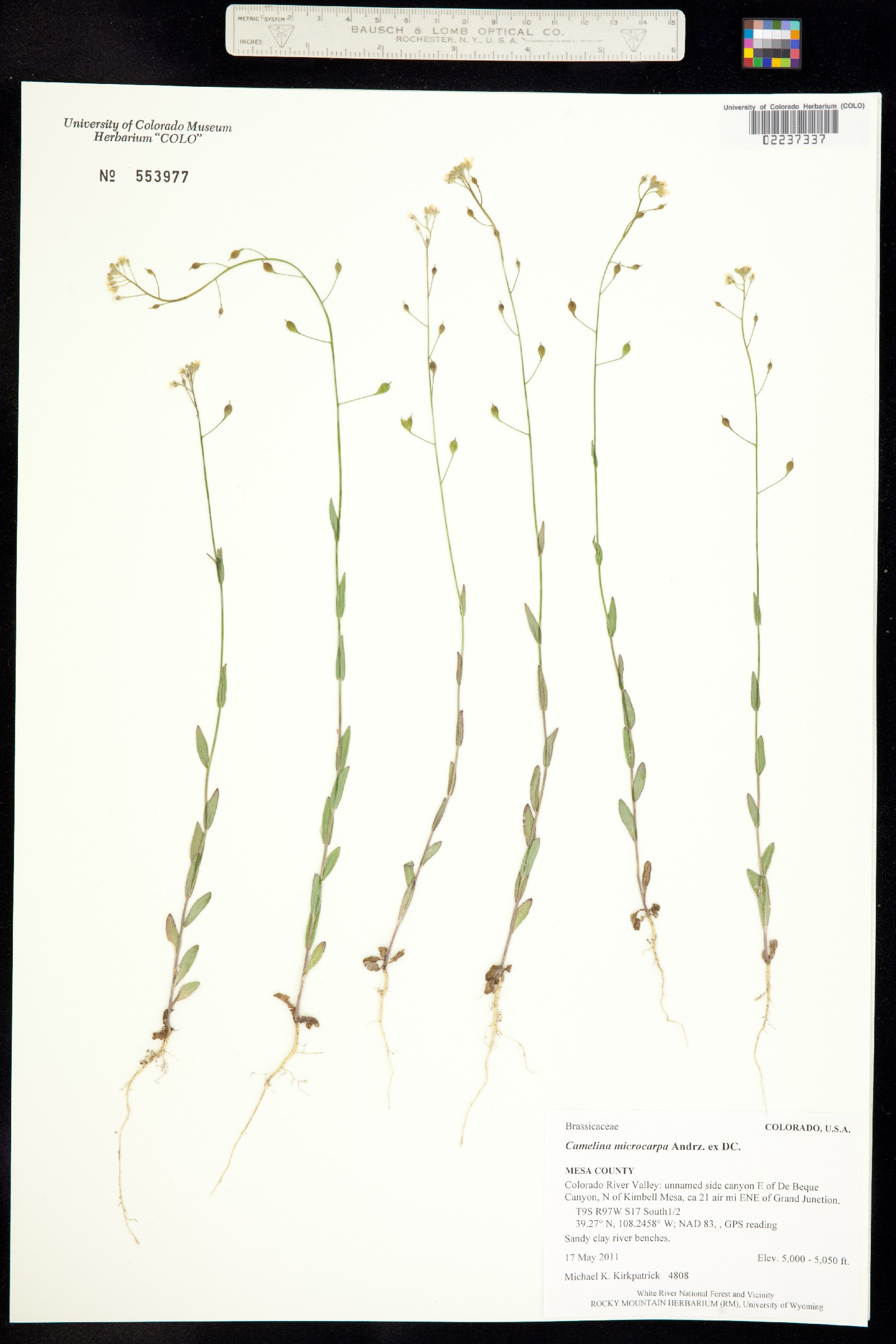Camelina microcarpa image