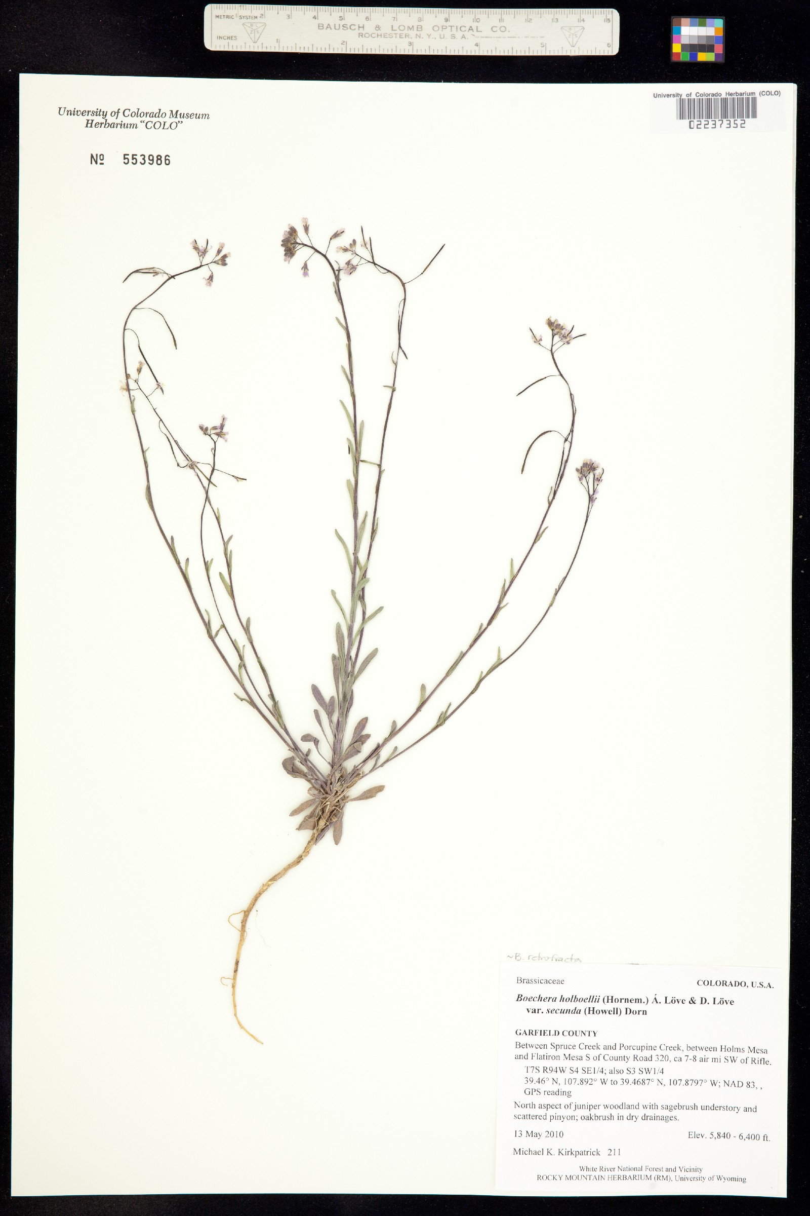 Boechera retrofracta image