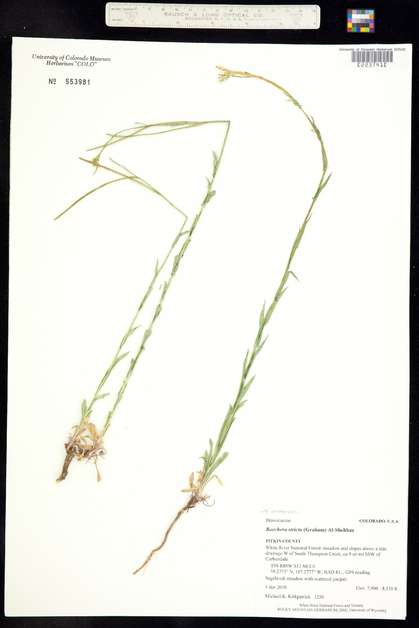 Boechera stricta image