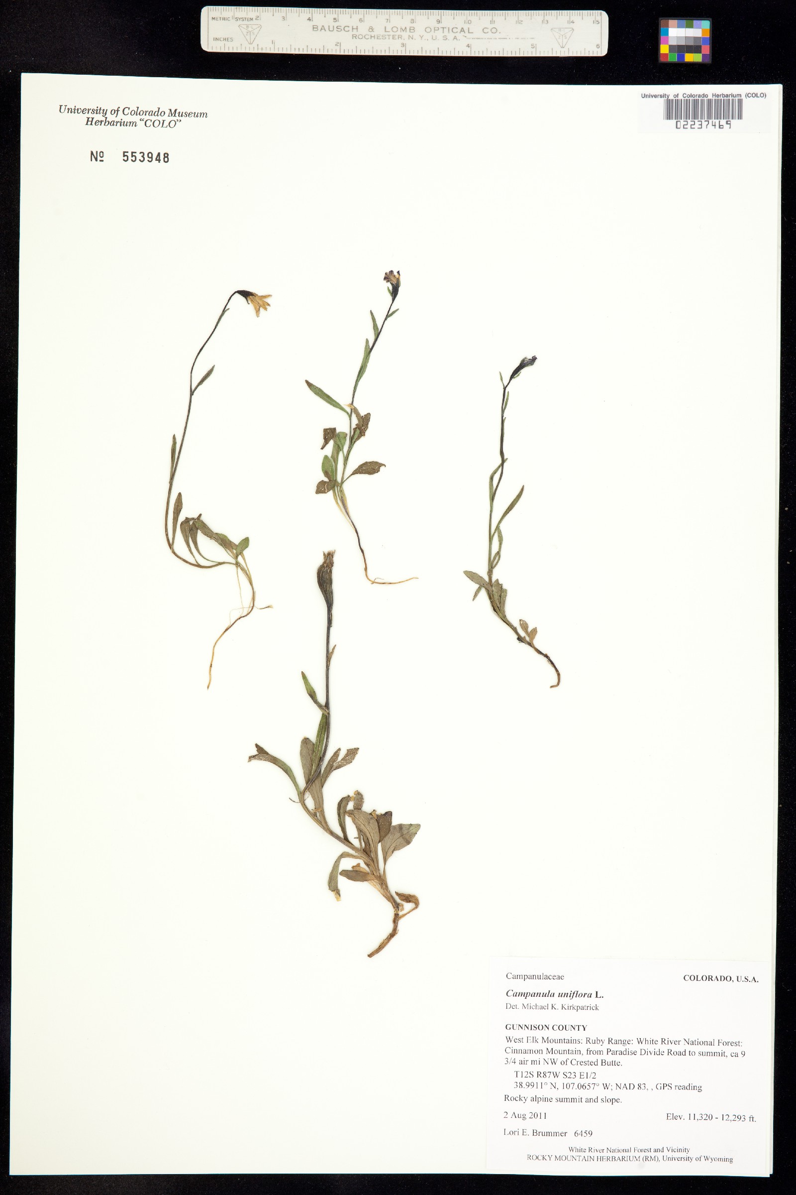 Campanula uniflora image