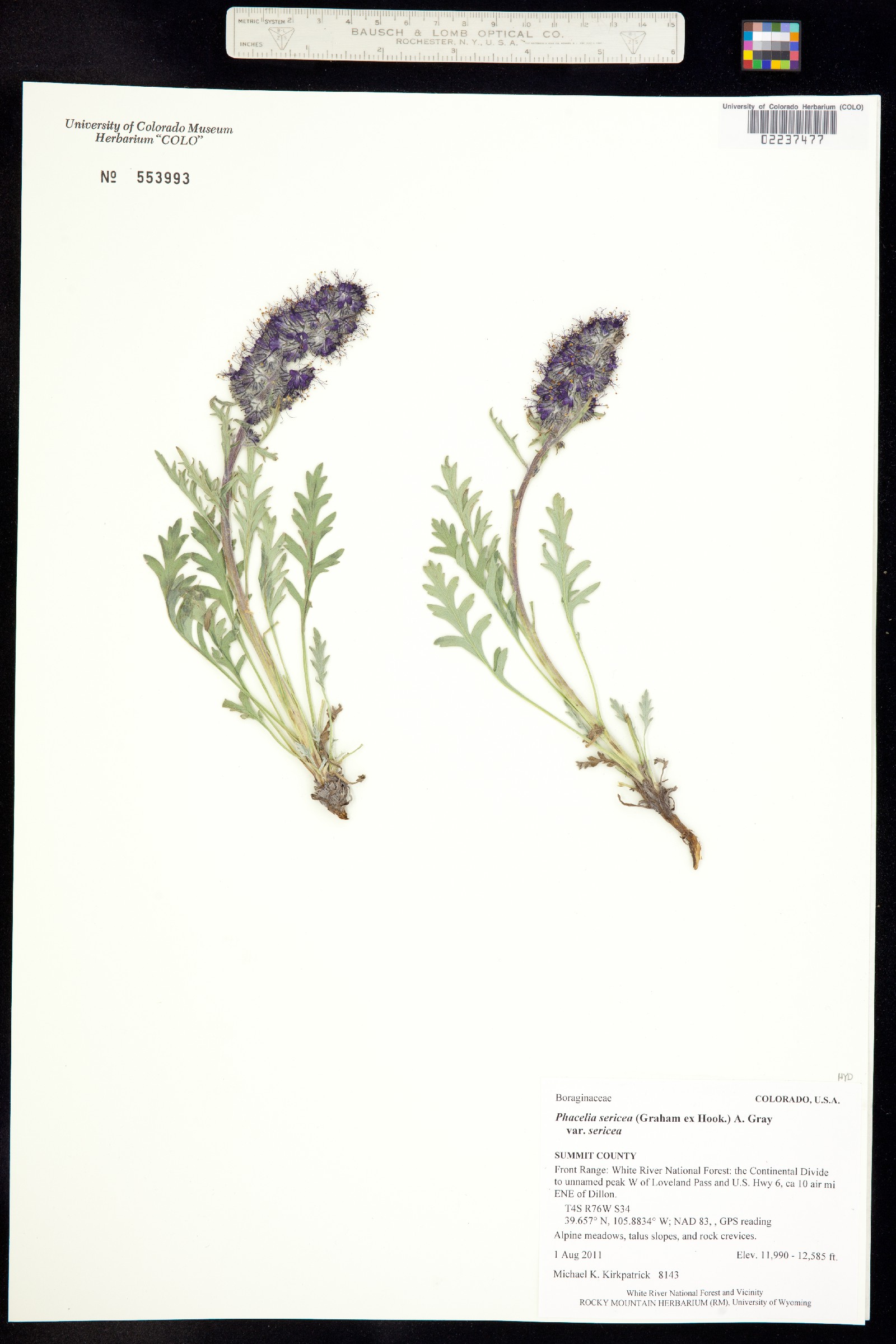 Phacelia sericea subsp. sericea image