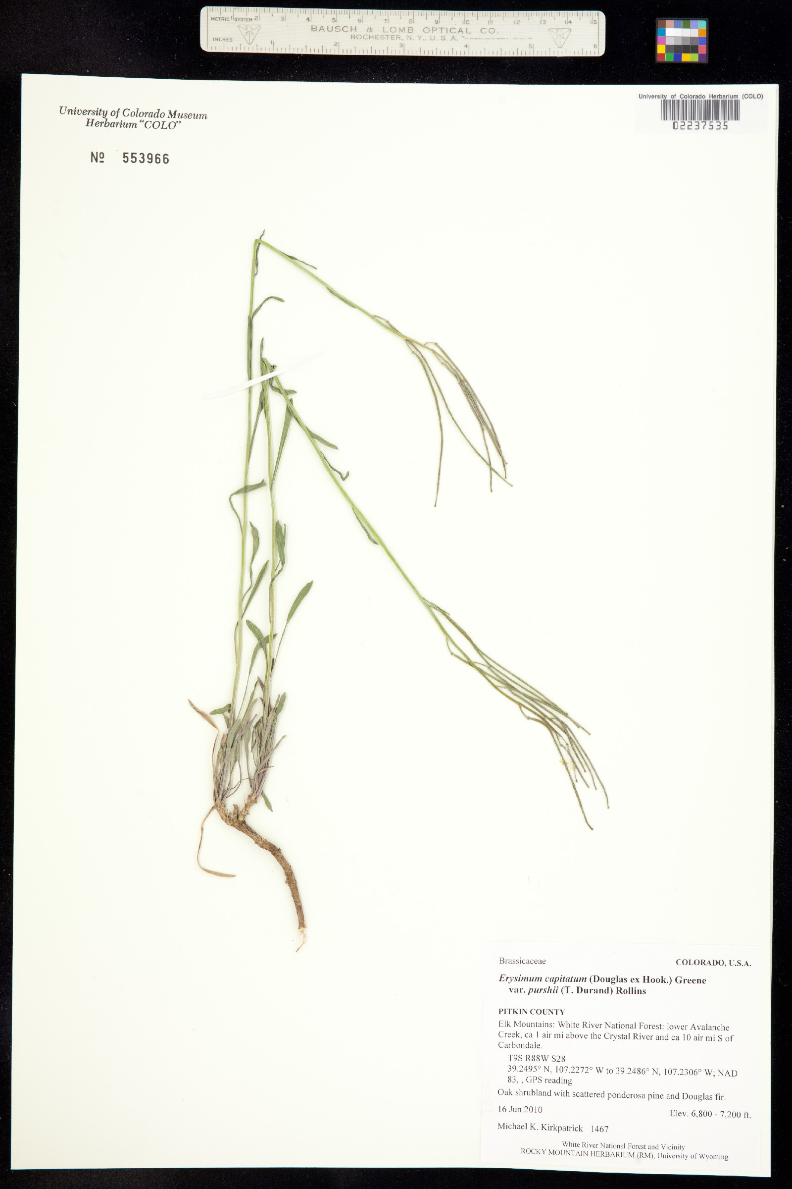 Erysimum capitatum var. purshii image