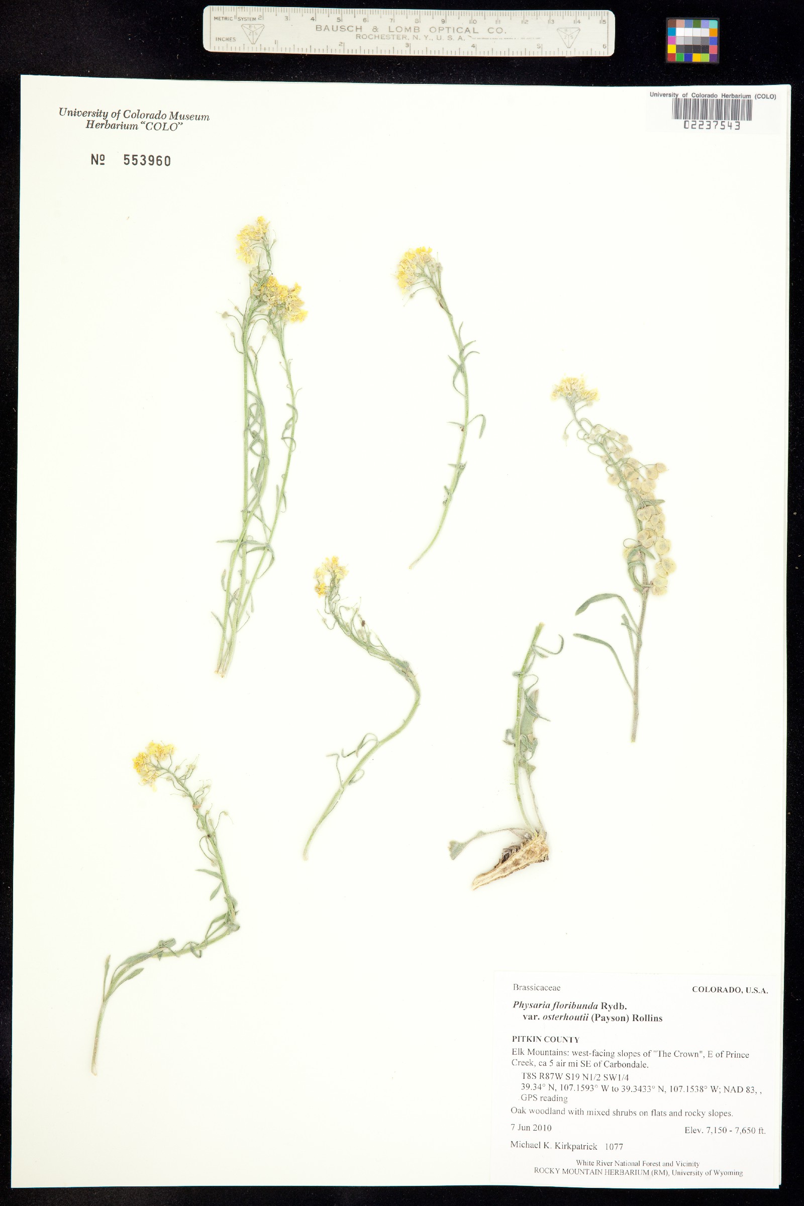 Physaria floribunda image