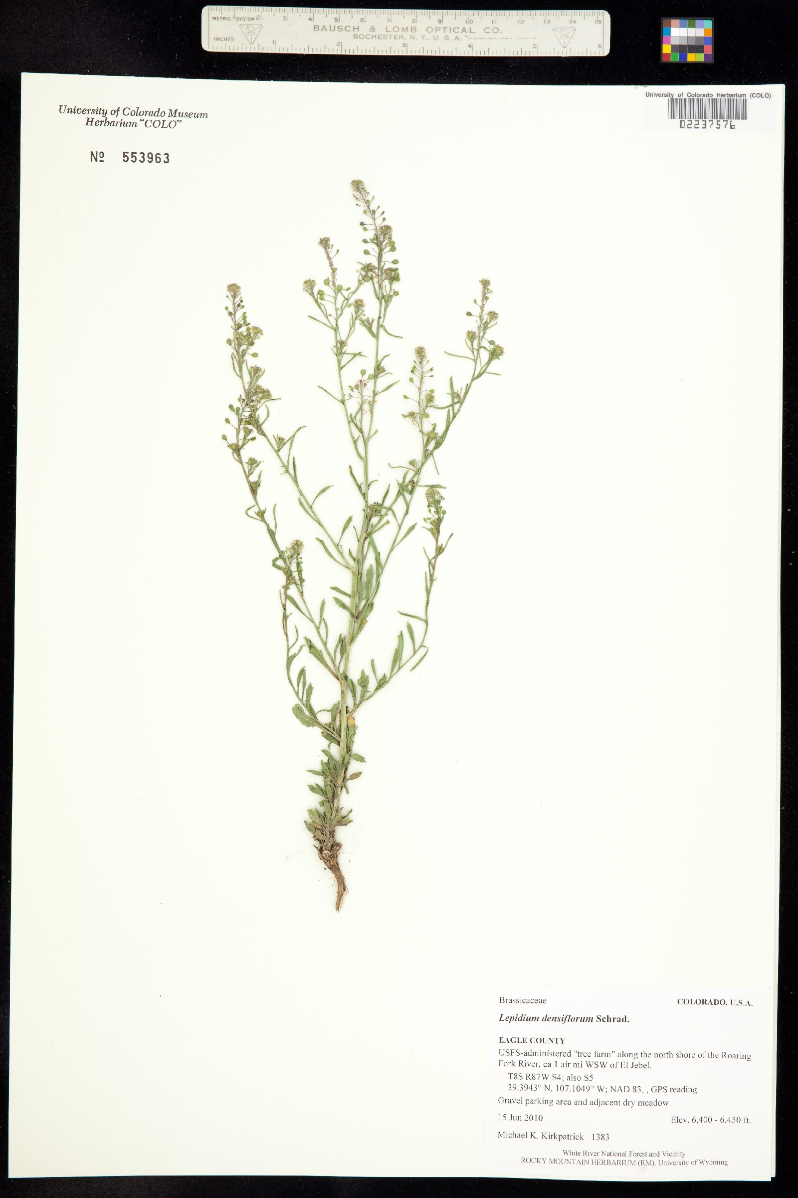 Lepidium densiflorum image
