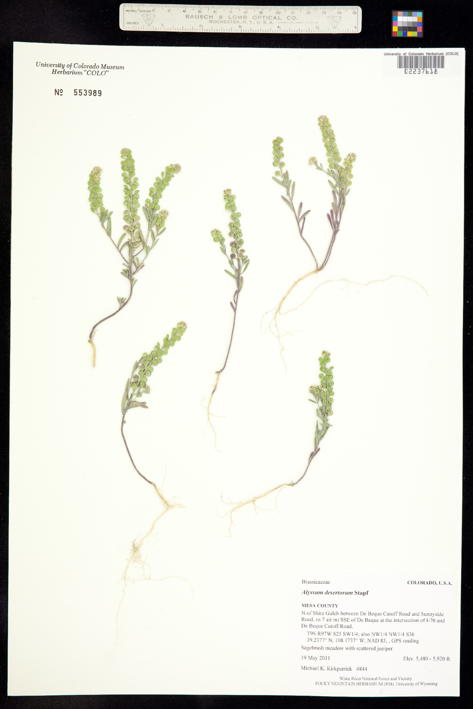 Alyssum desertorum image