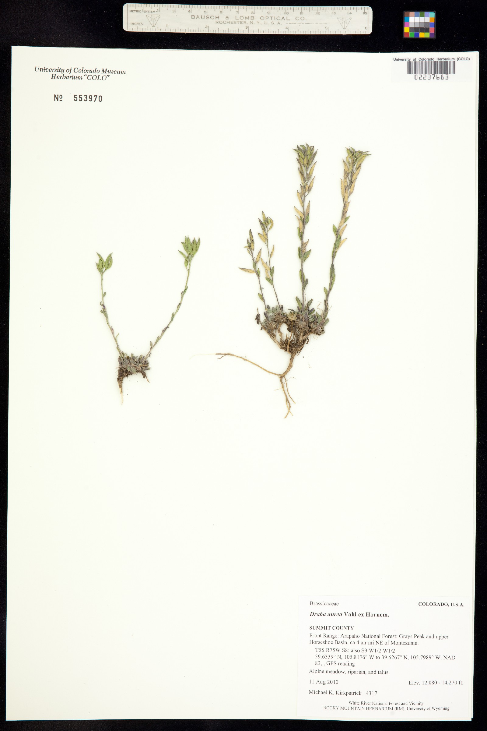 Draba aurea image