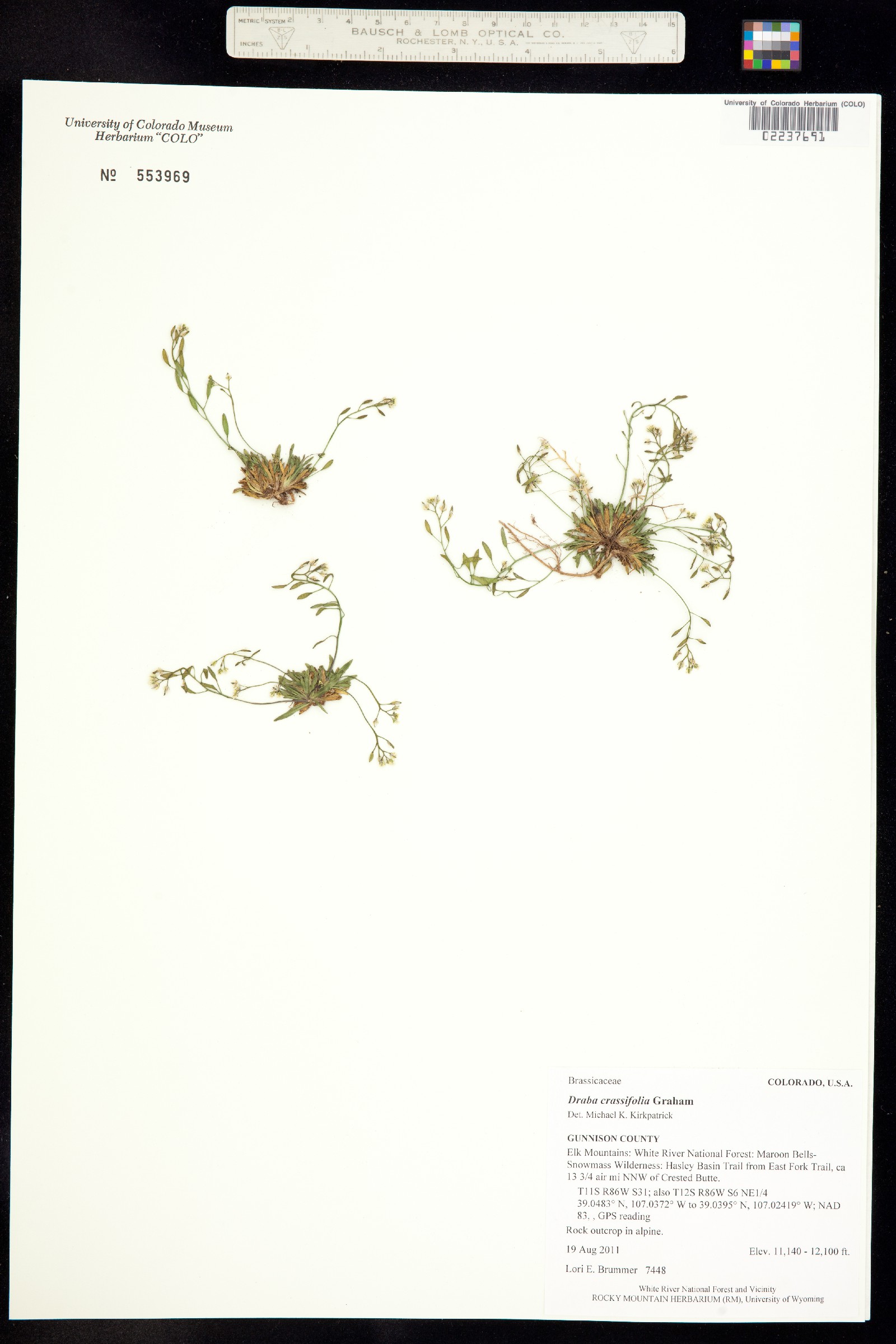 Draba crassifolia image