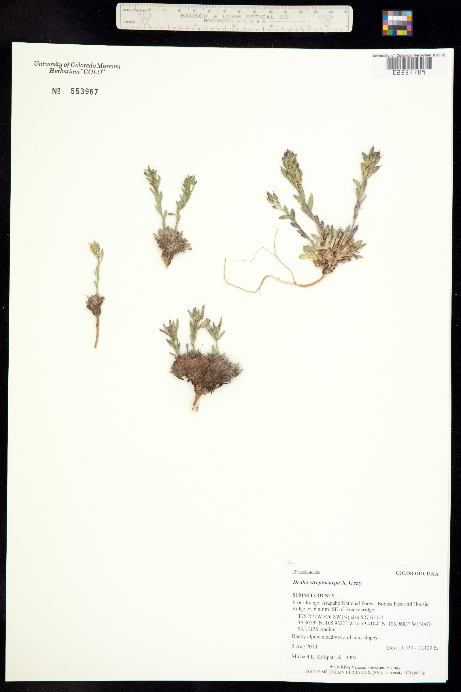 Draba streptocarpa image
