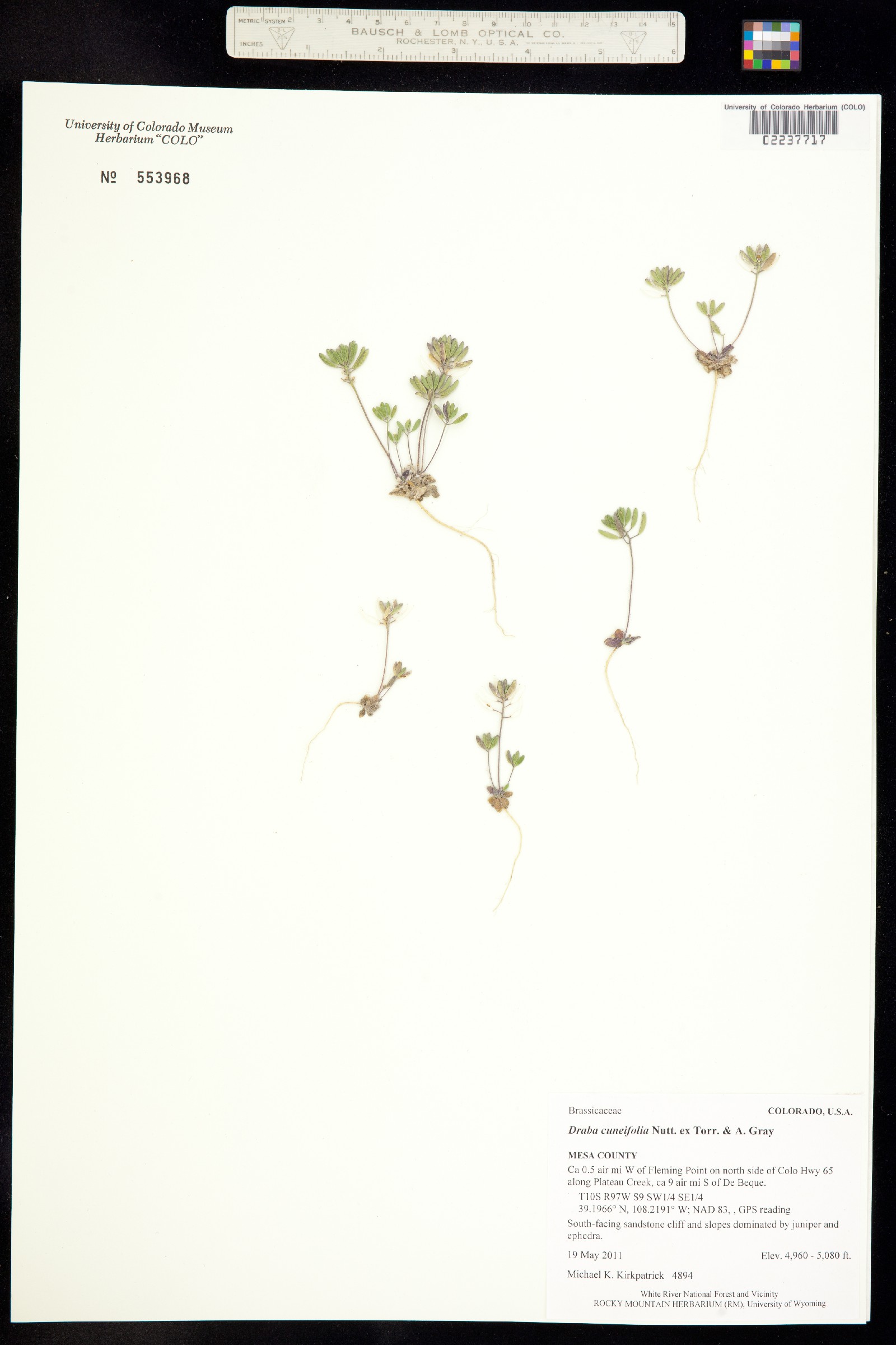 Draba cuneifolia image