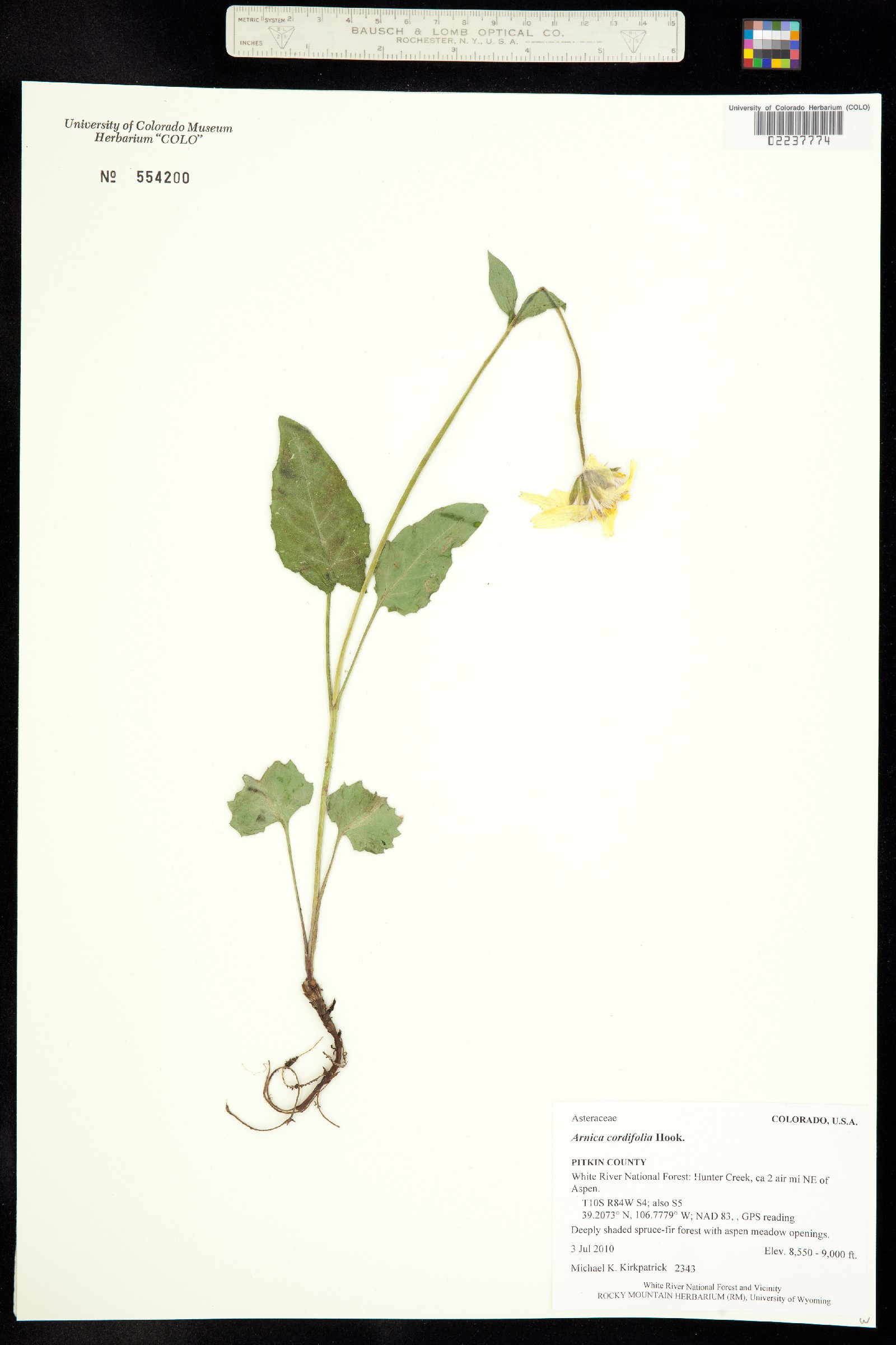 Arnica cordifolia image