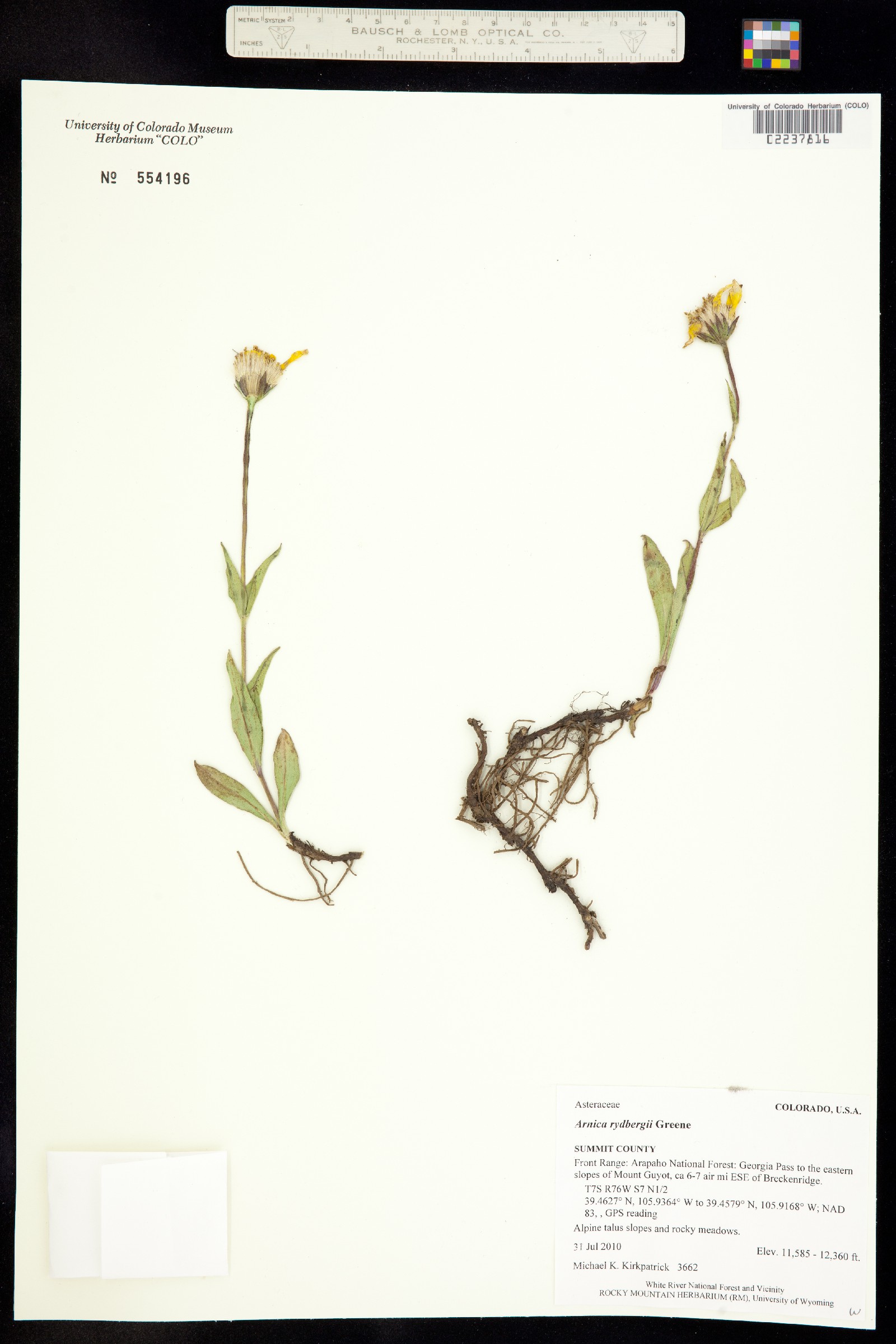 Arnica rydbergii image