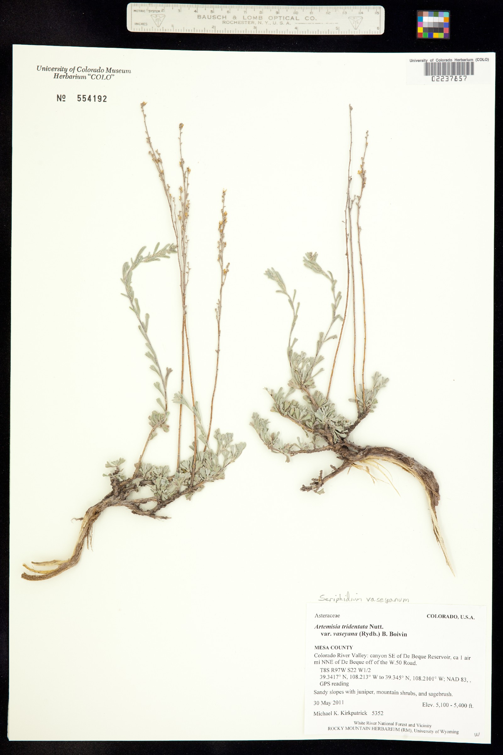 Seriphidium vaseyanum image