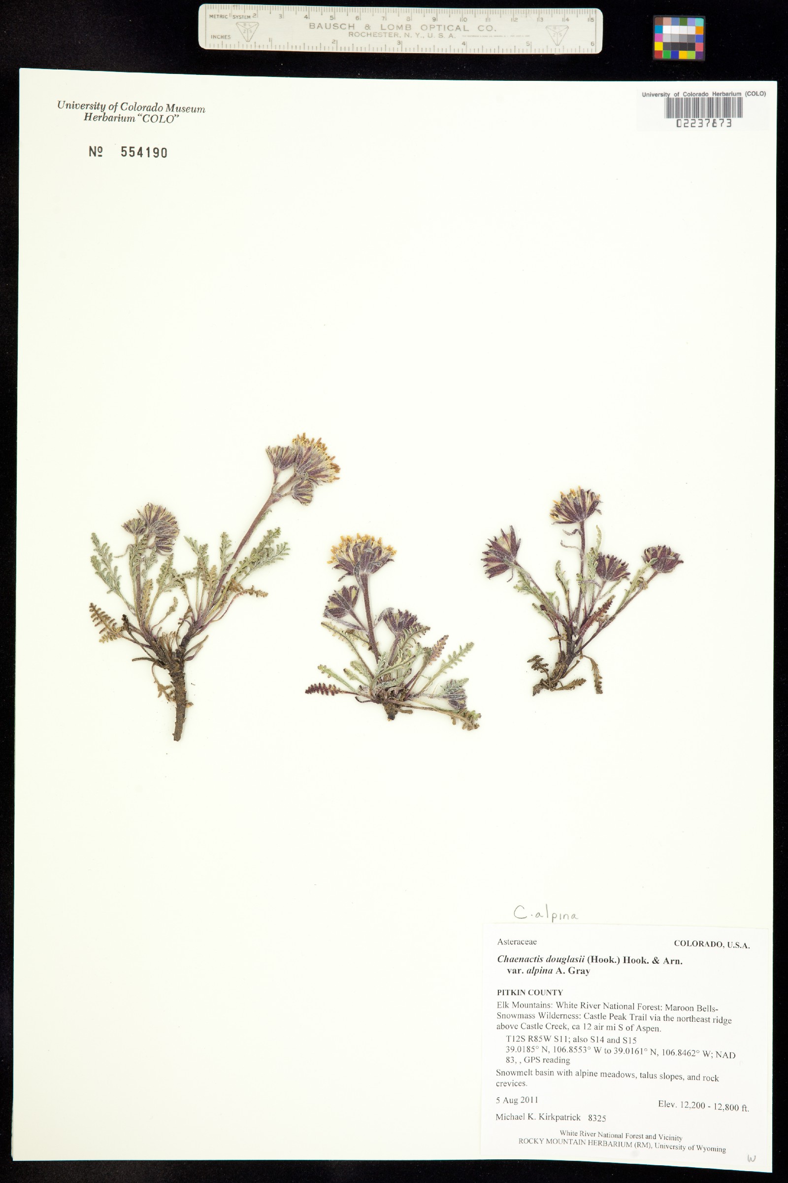 Chaenactis douglasii var. alpina image