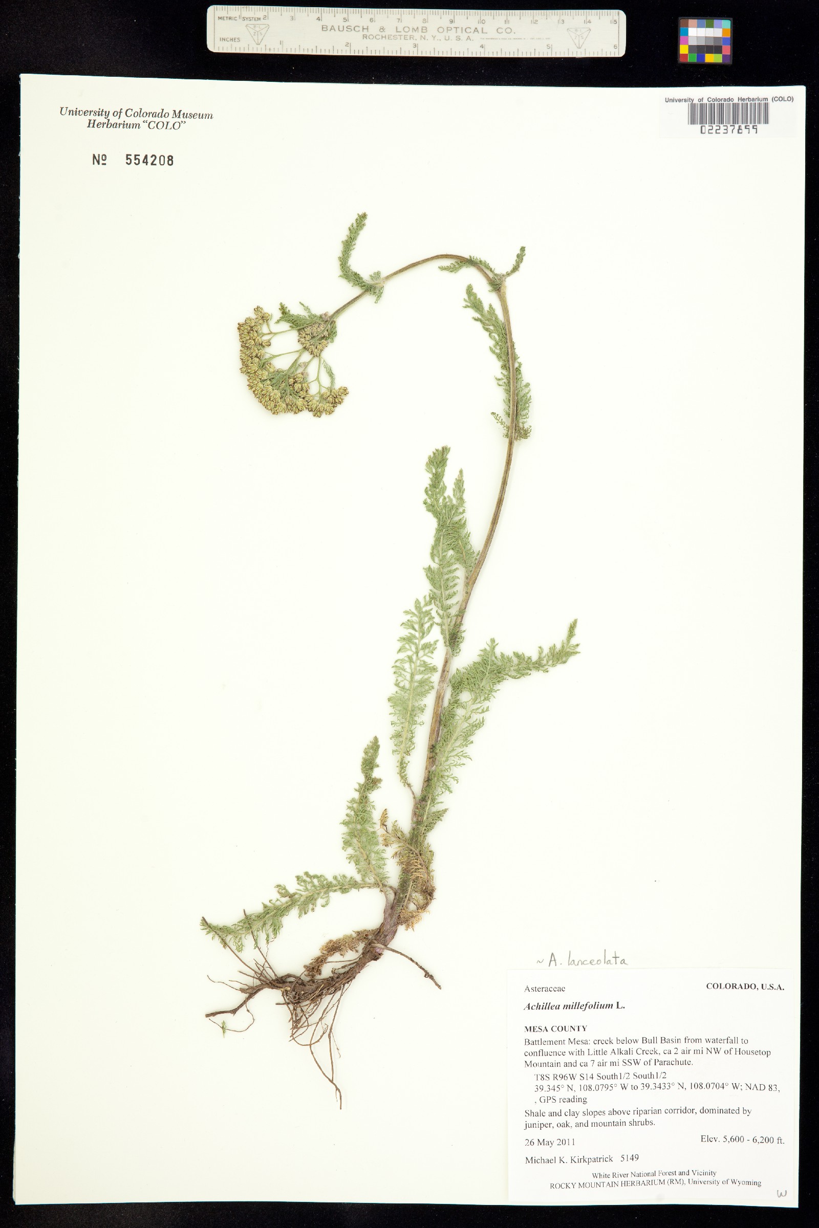 Achillea millefolium image