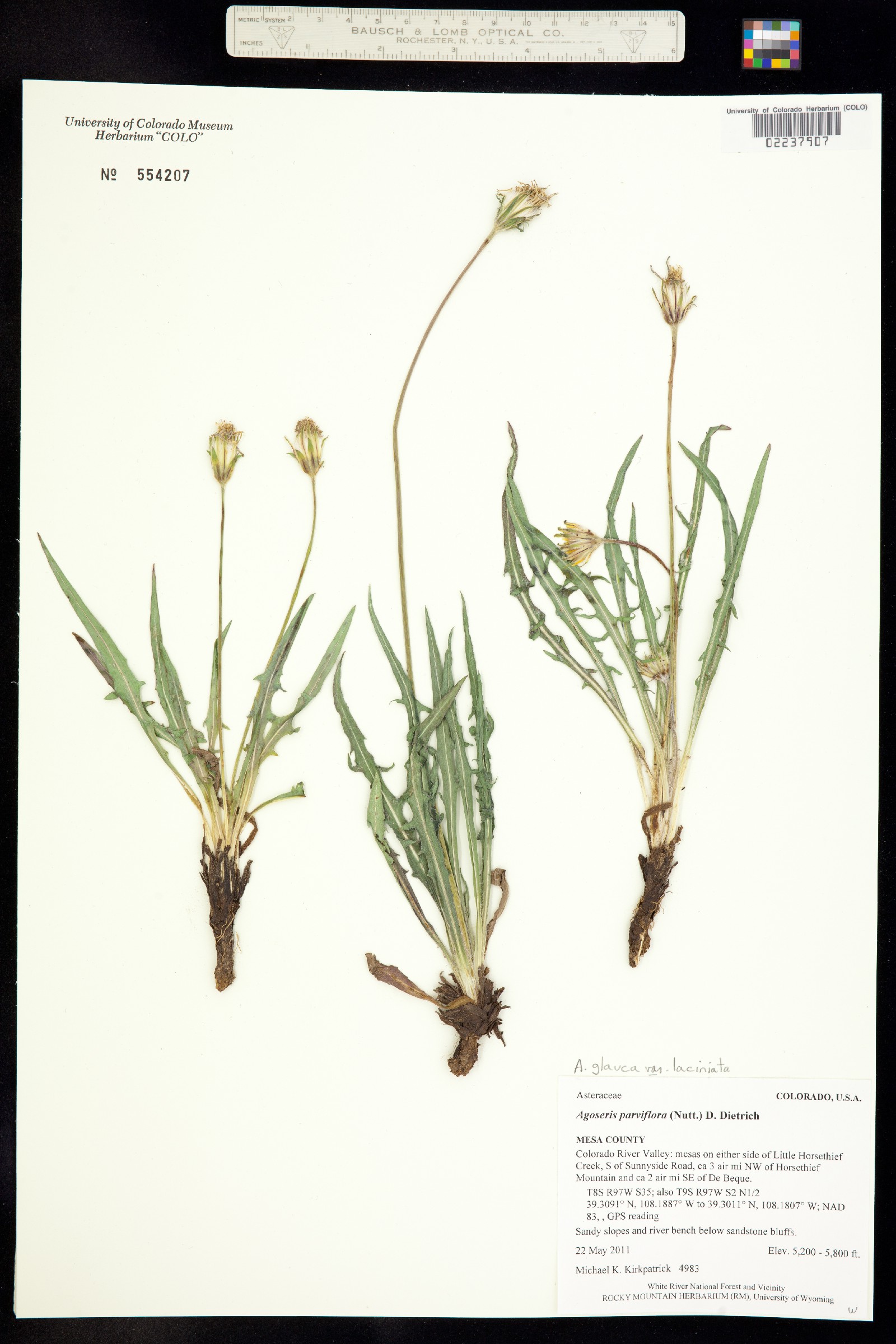 Agoseris parviflora image