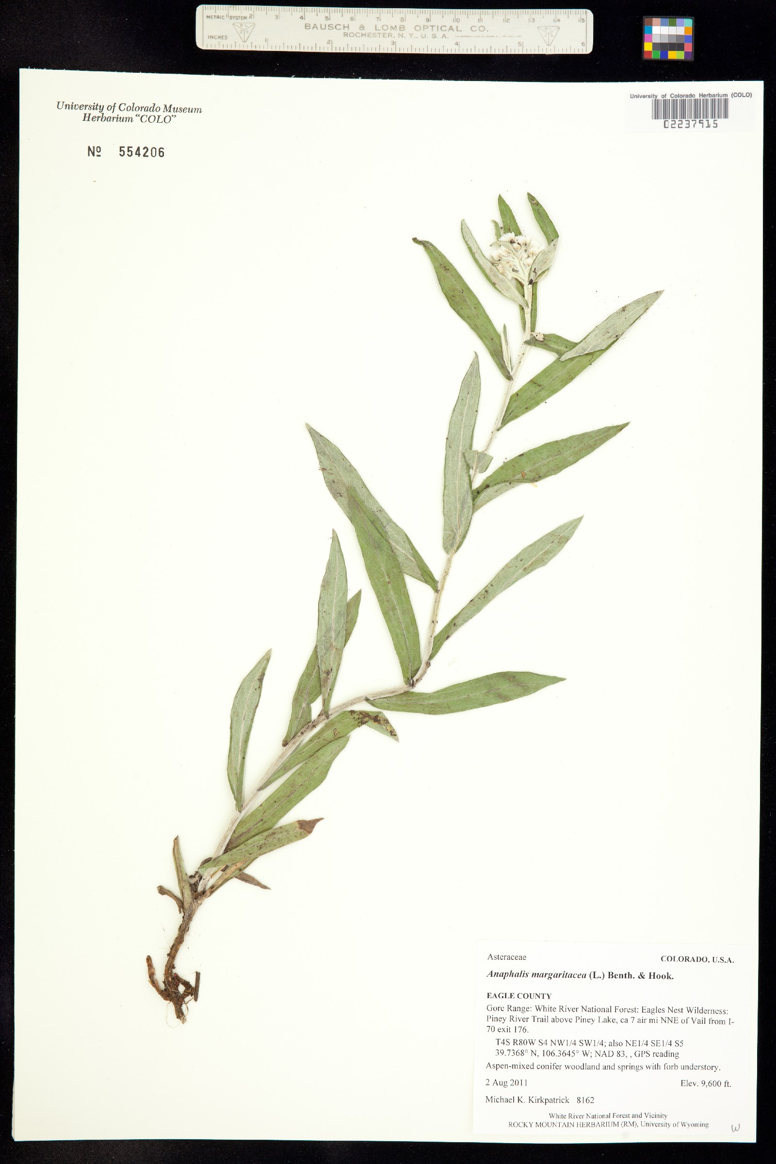 Anaphalis margaritacea image