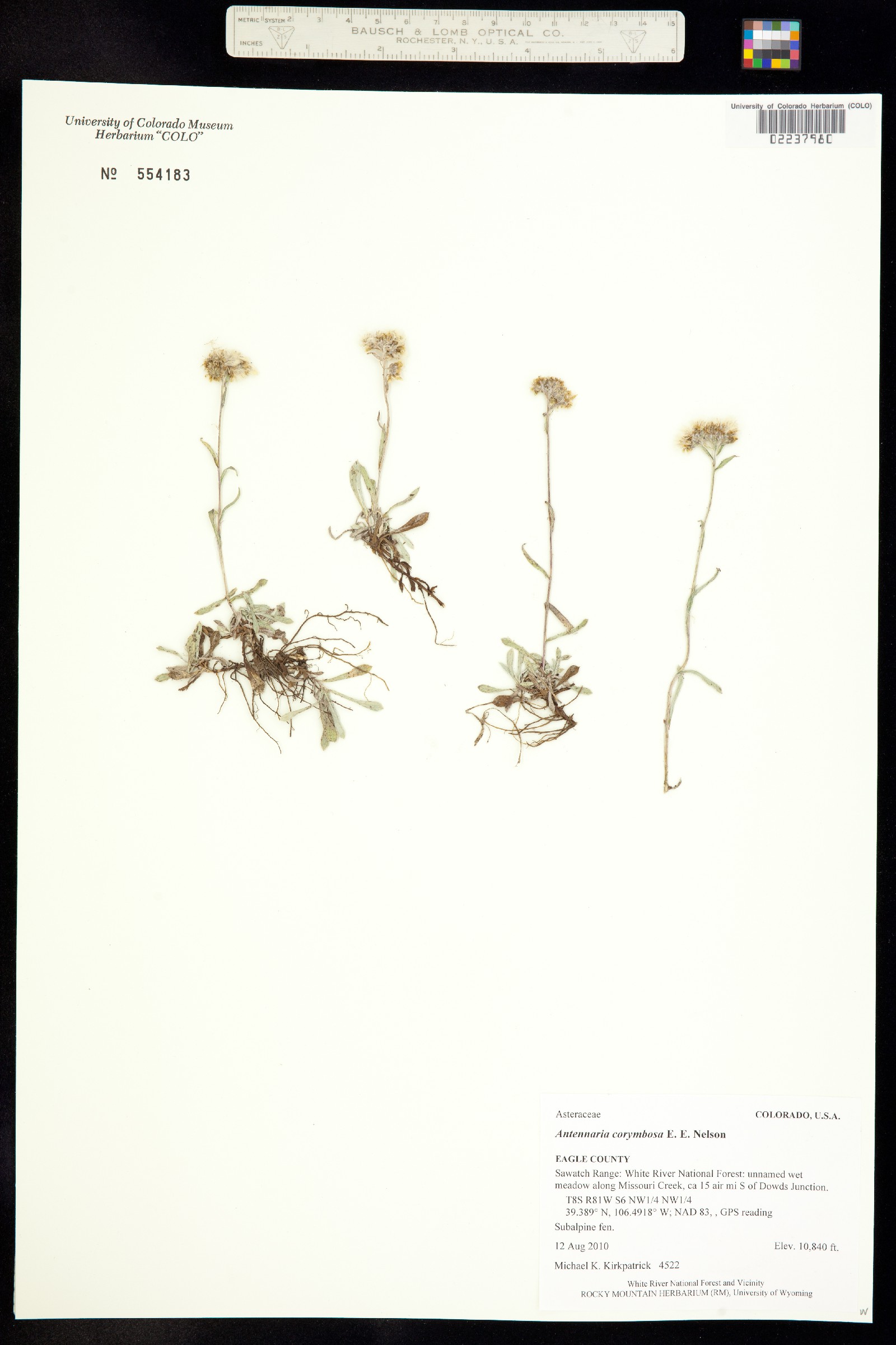 Antennaria corymbosa image