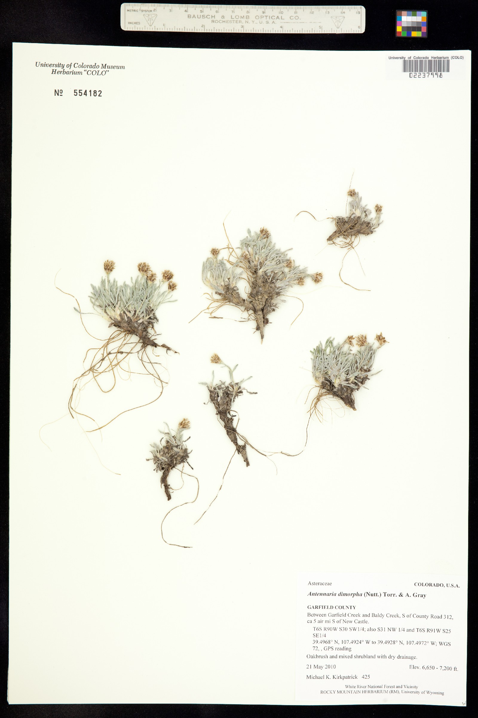 Antennaria dimorpha image