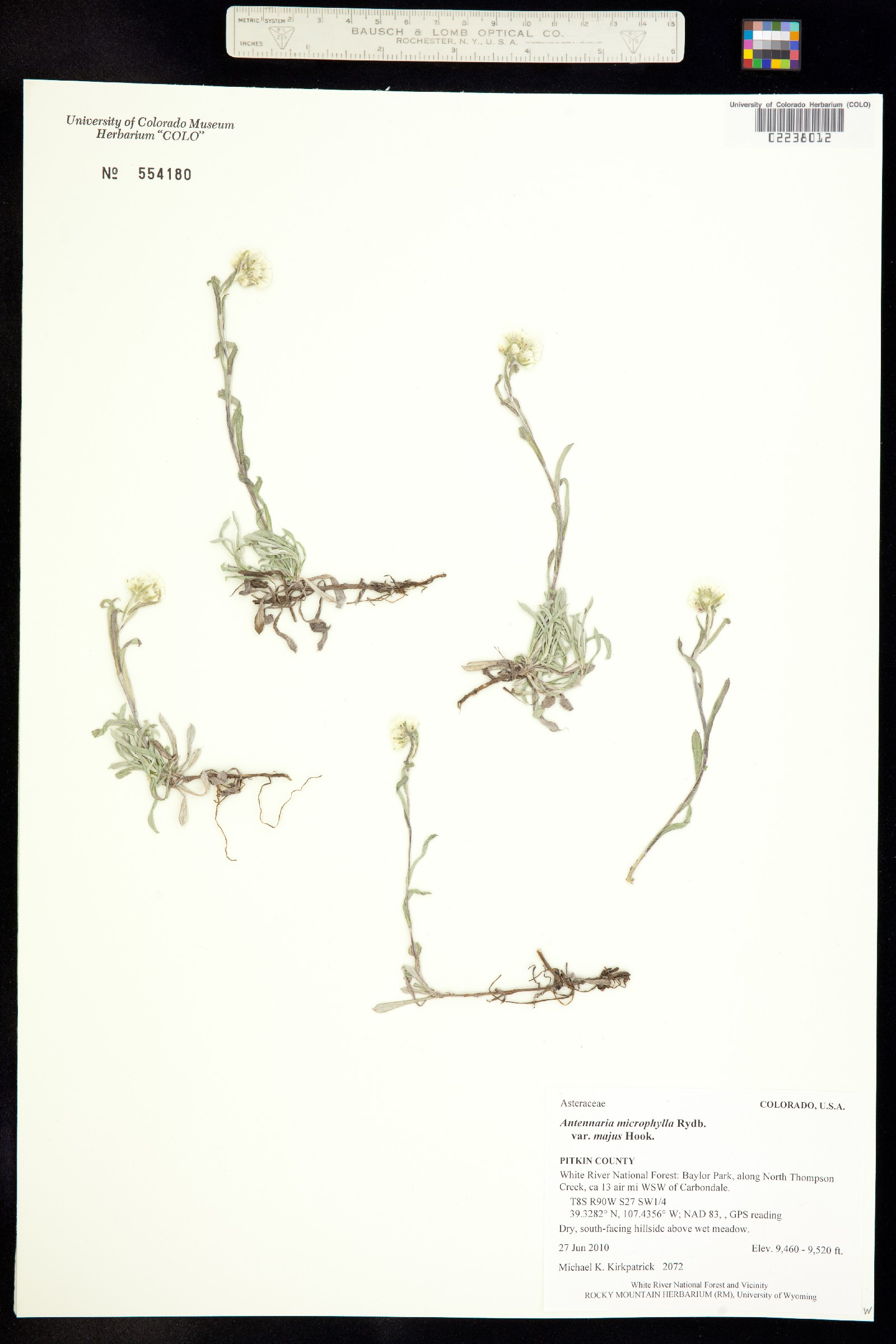 Antennaria microphylla image